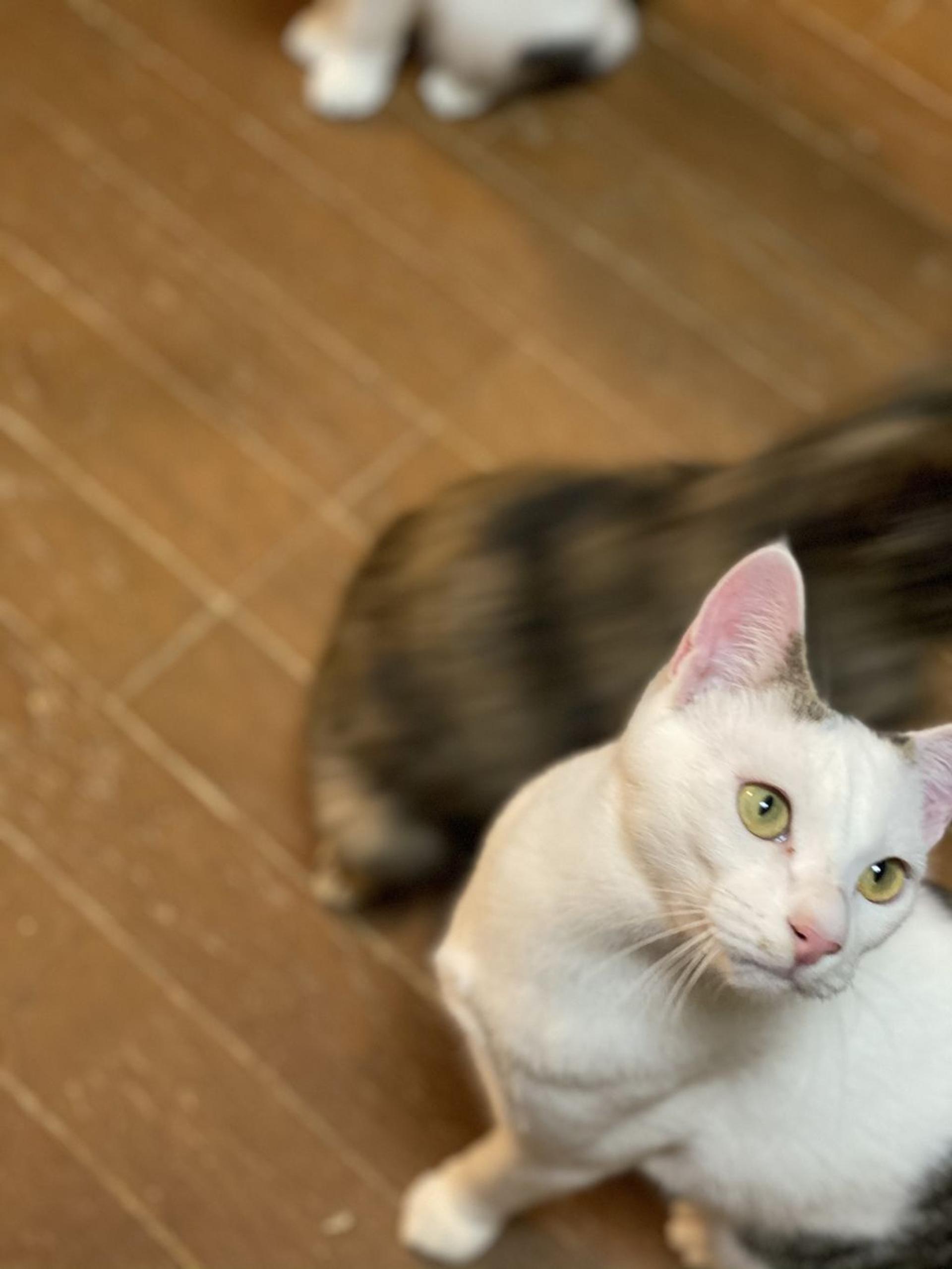 pet-image-2
