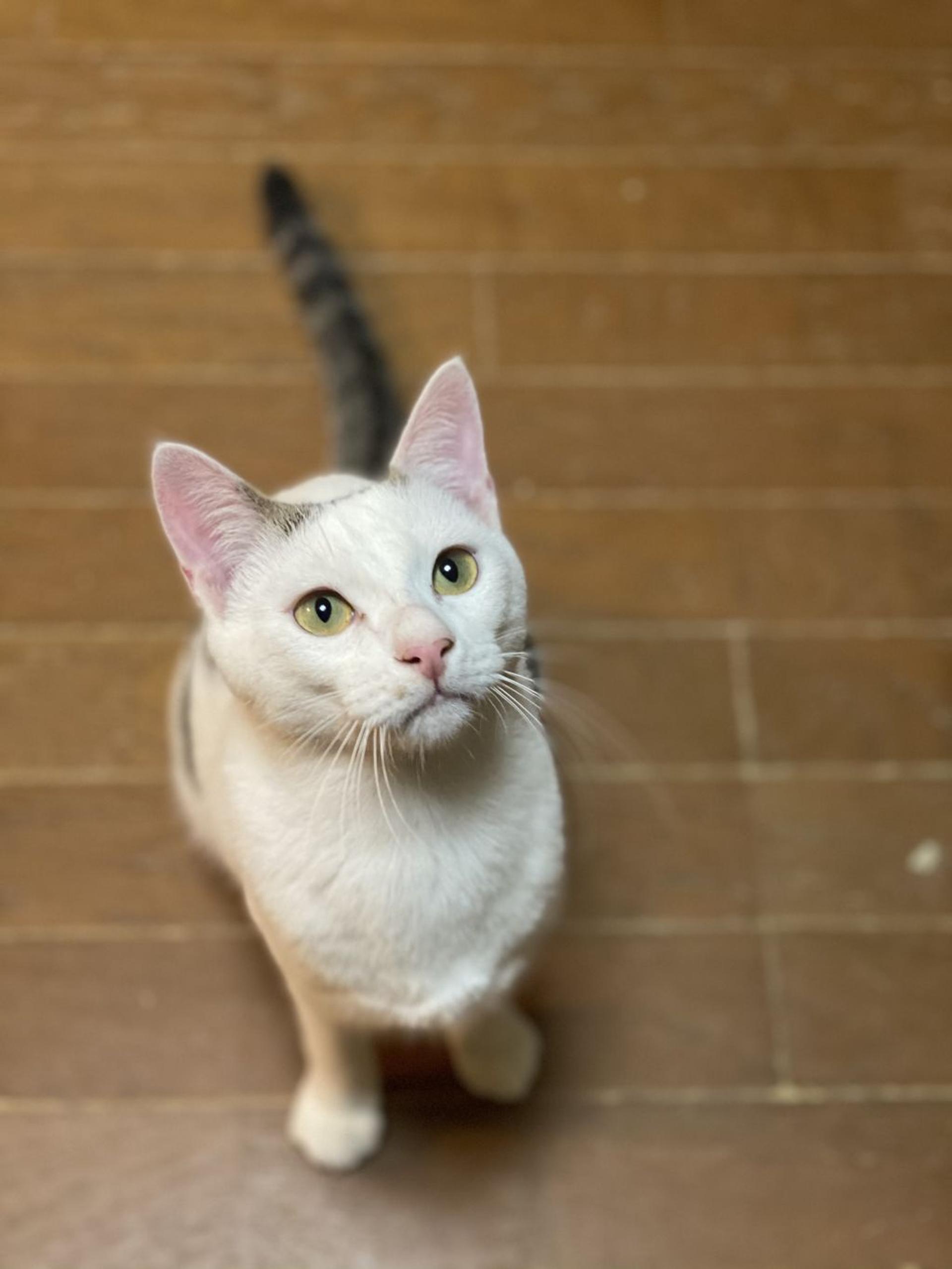 pet-image-3
