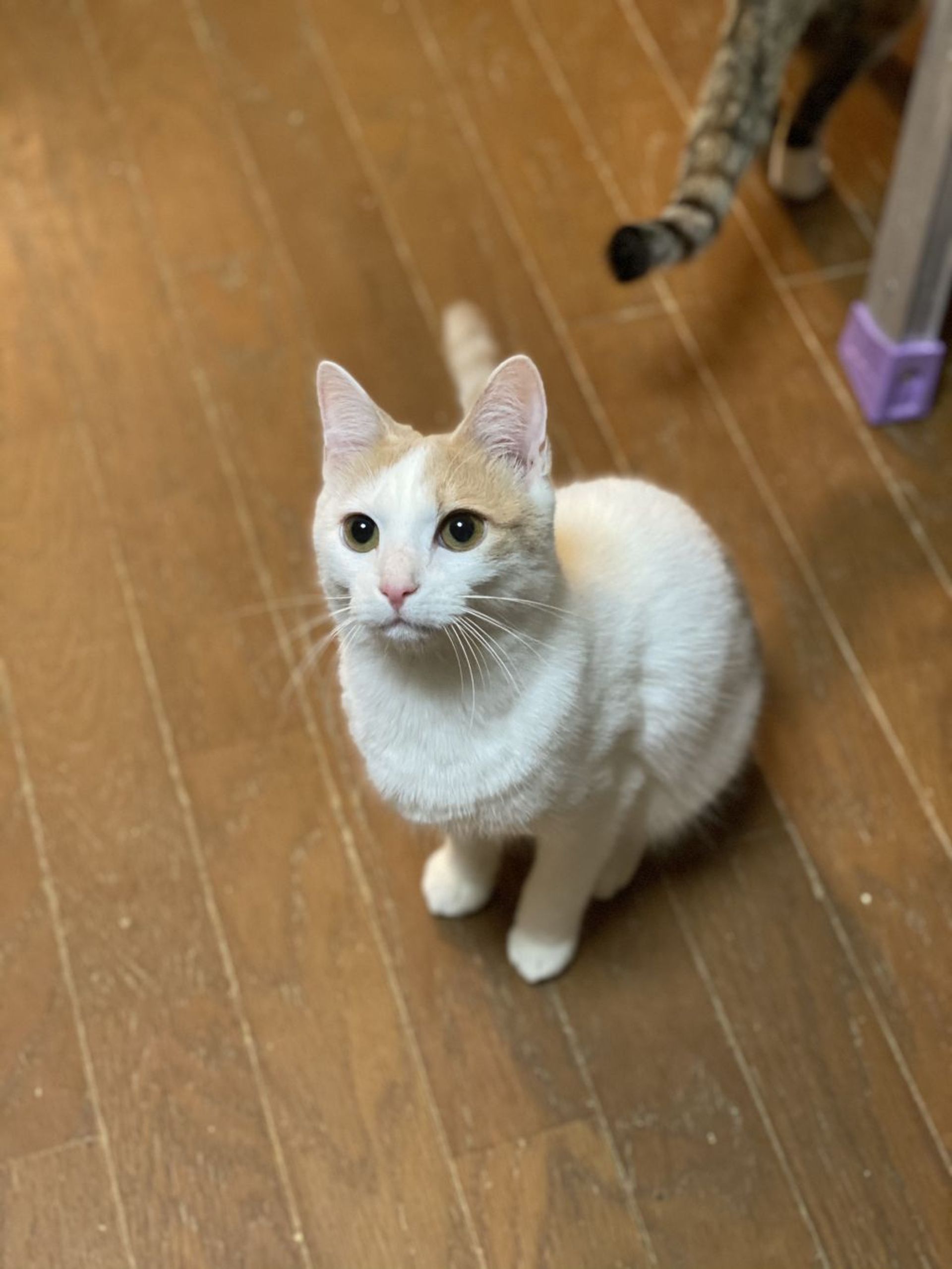 雑種（ミックス猫）・オスの里親募集の写真