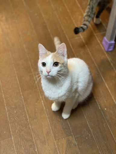 ブラン