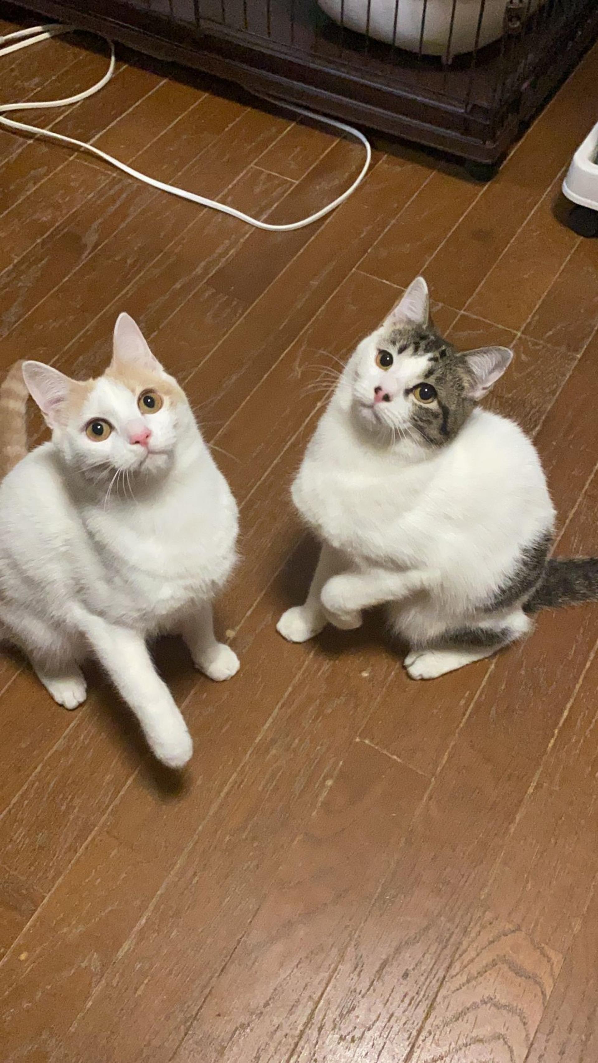 pet-image-3