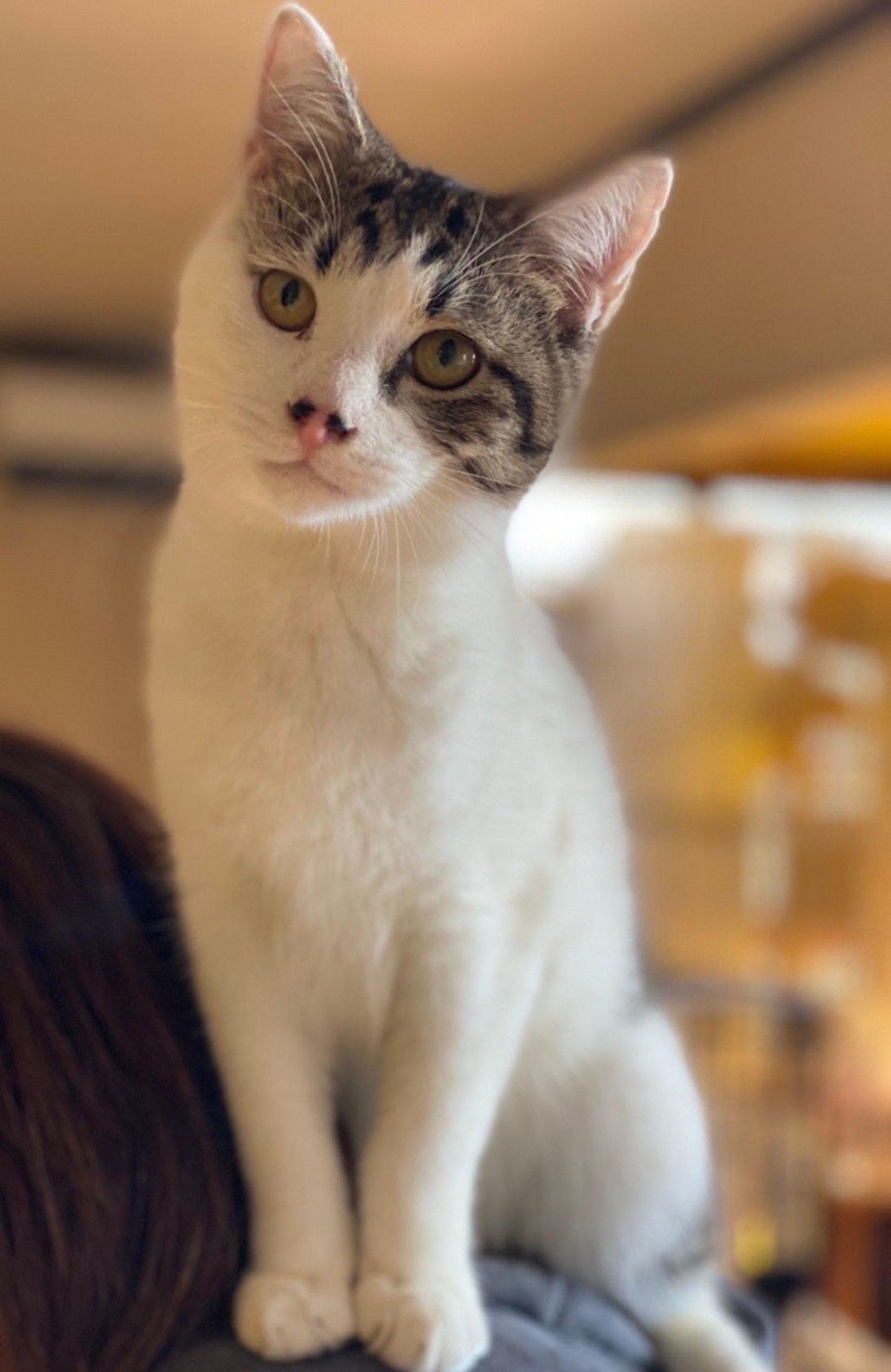 雑種（ミックス猫）・オスの里親募集の写真