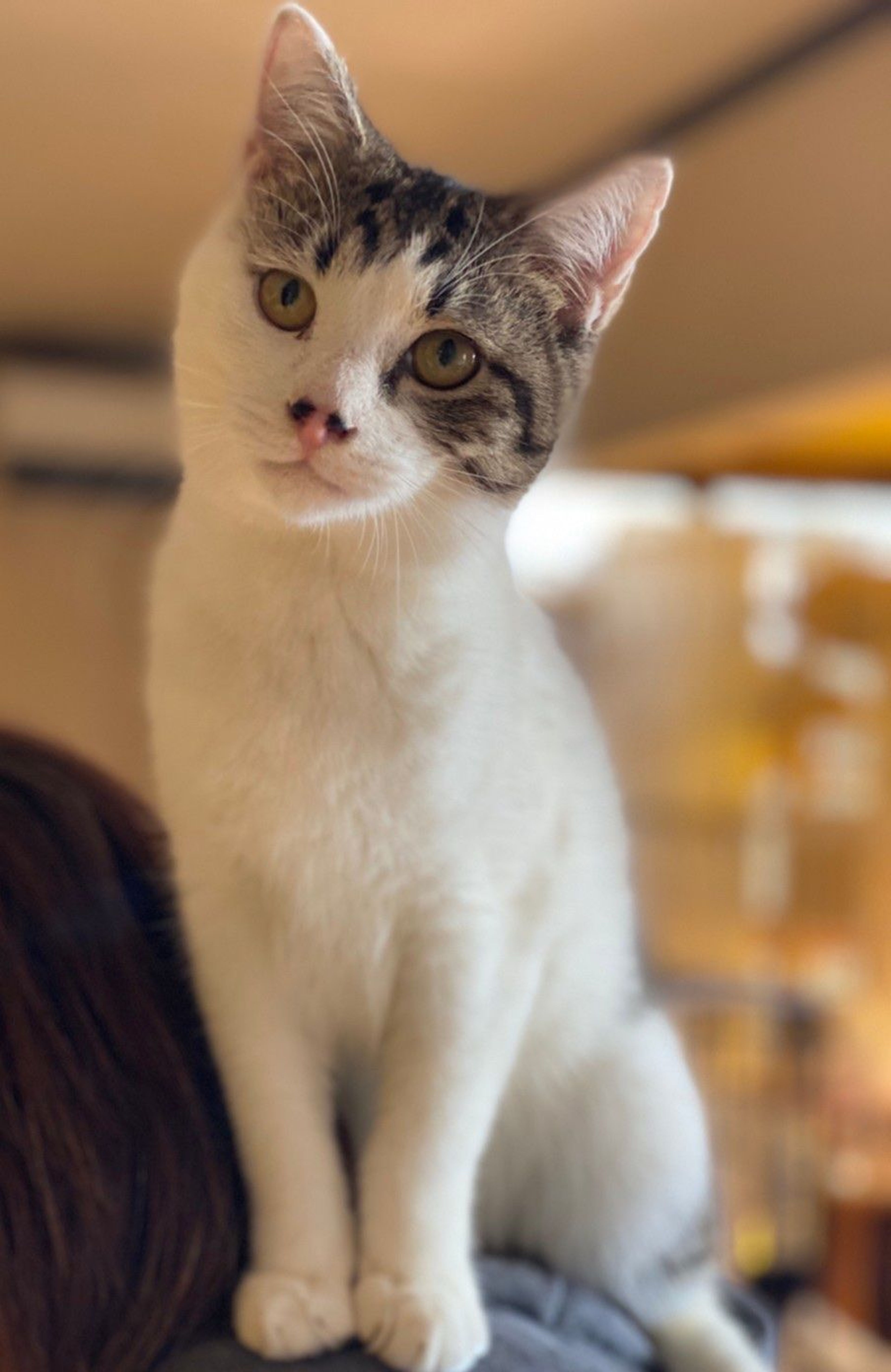 雑種（ミックス猫）・オスの里親募集の写真