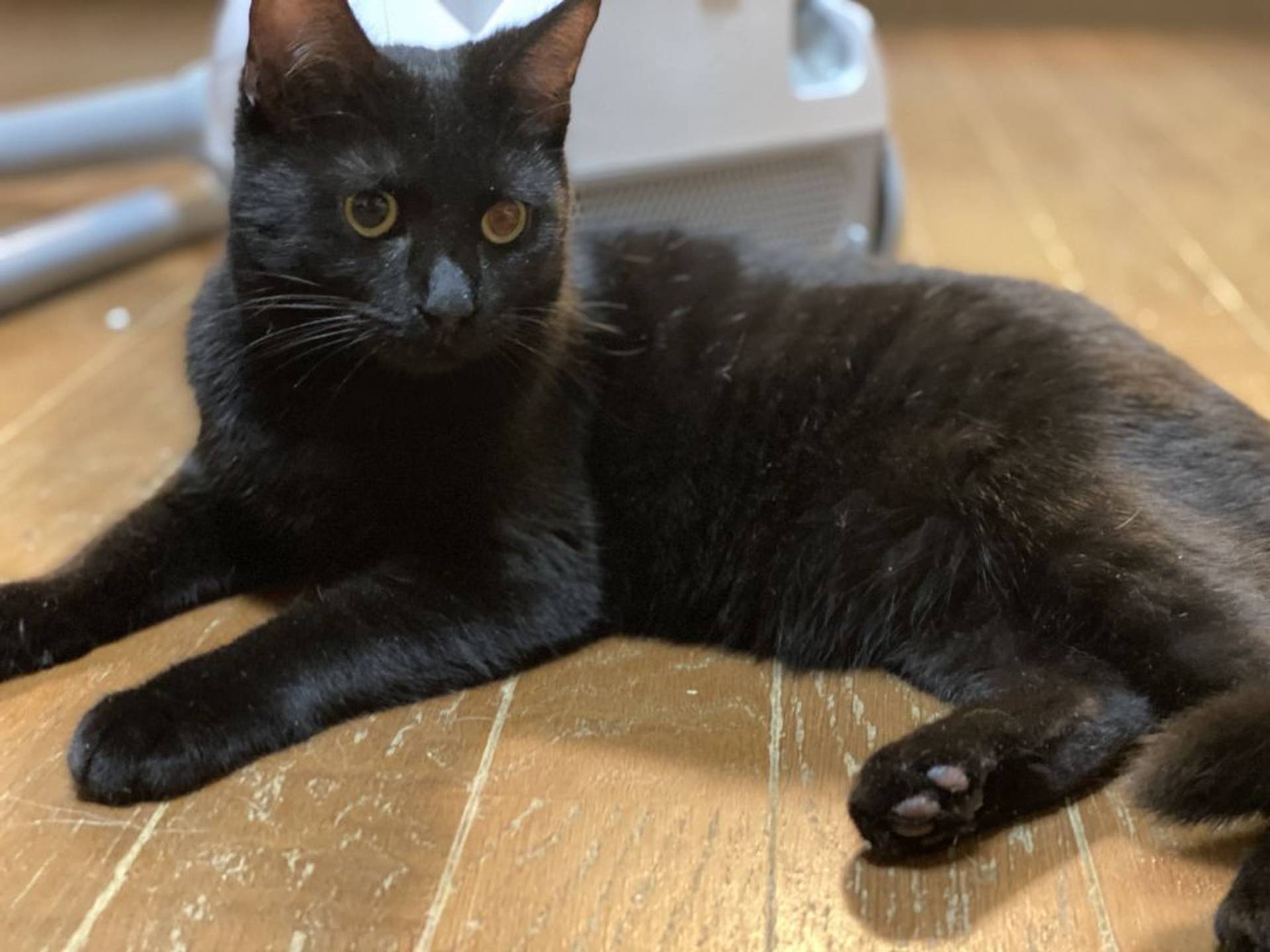 雑種（ミックス猫）・オスの里親募集の写真