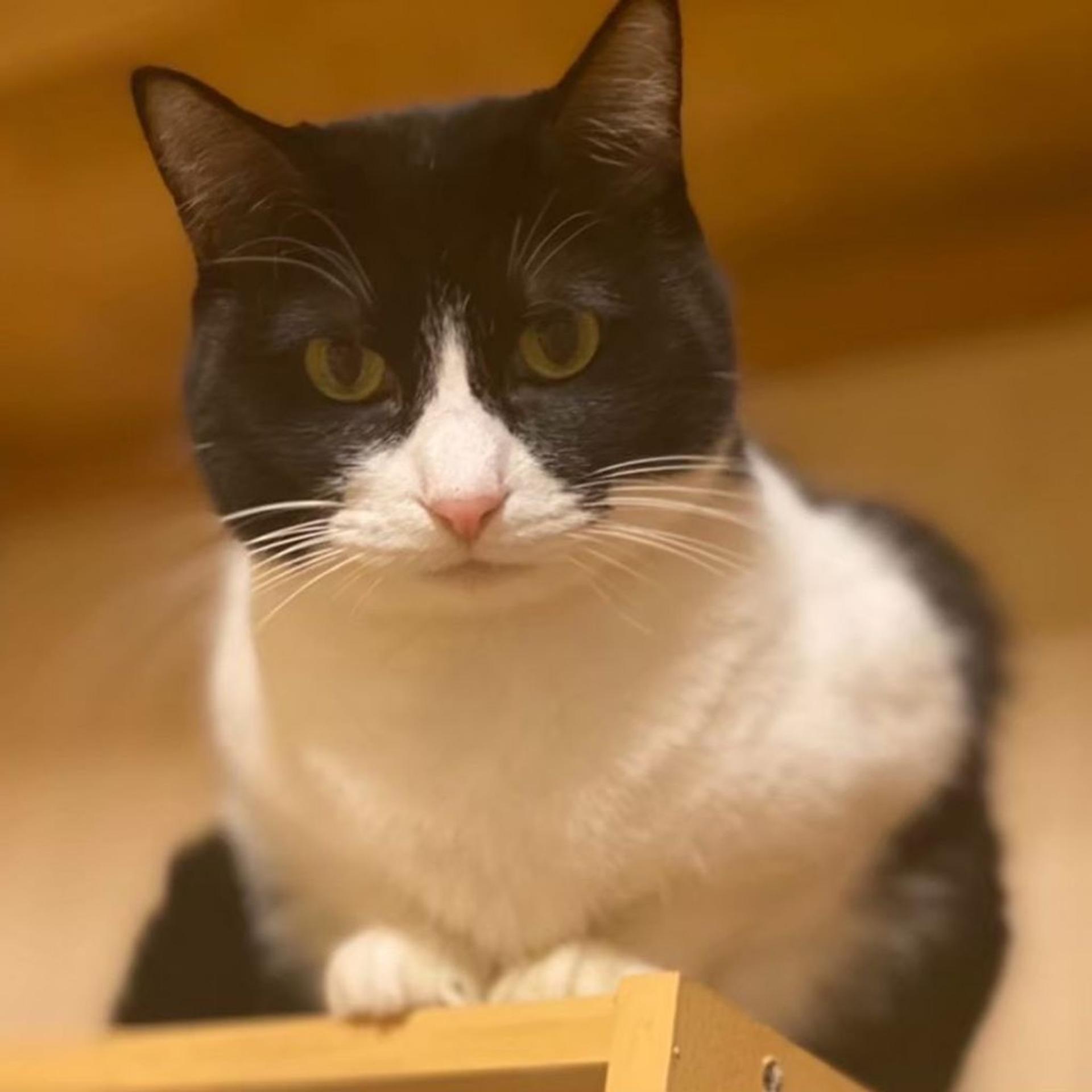 pet-image-4