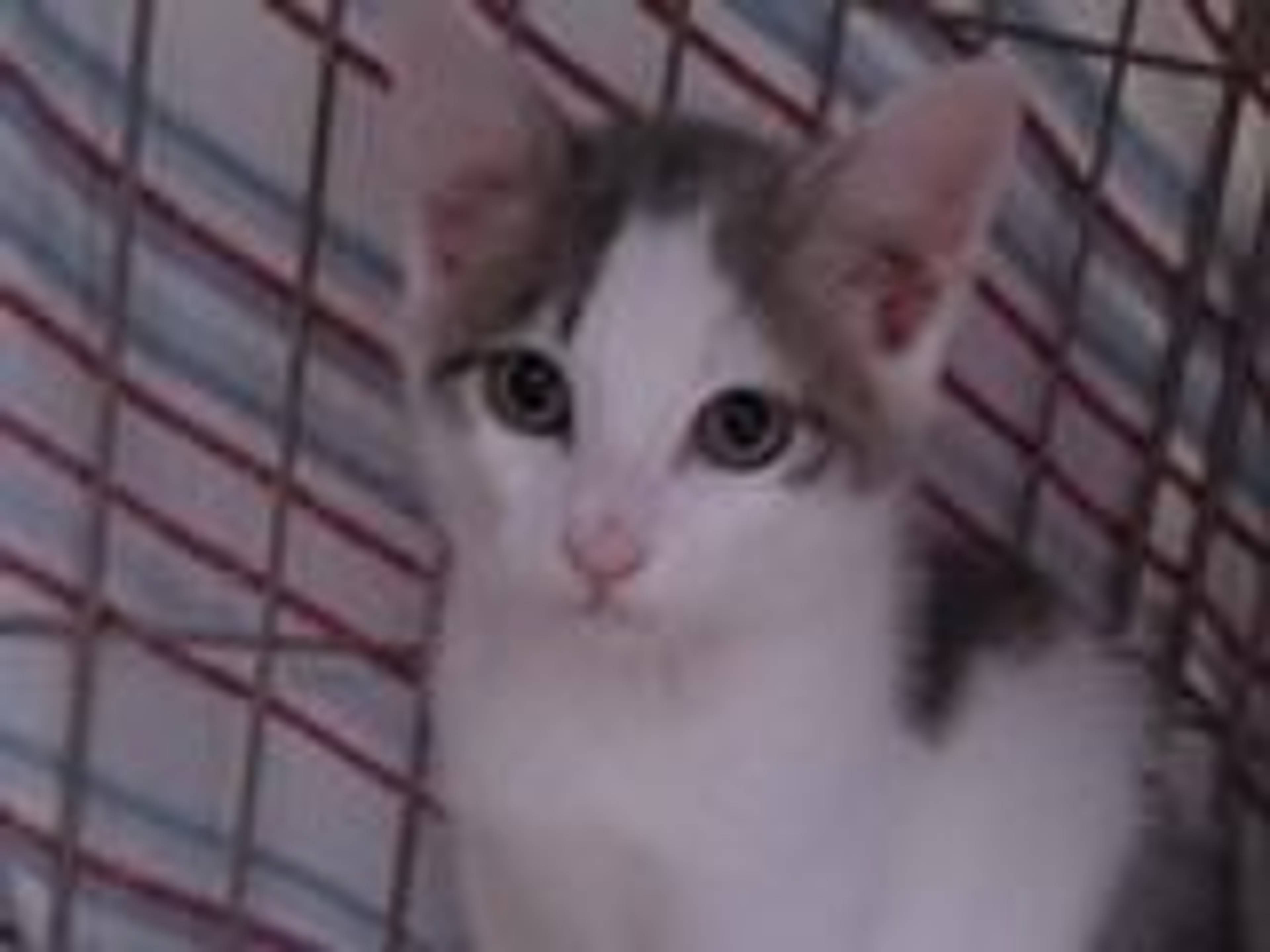 雑種（ミックス猫）・オスの里親募集の写真