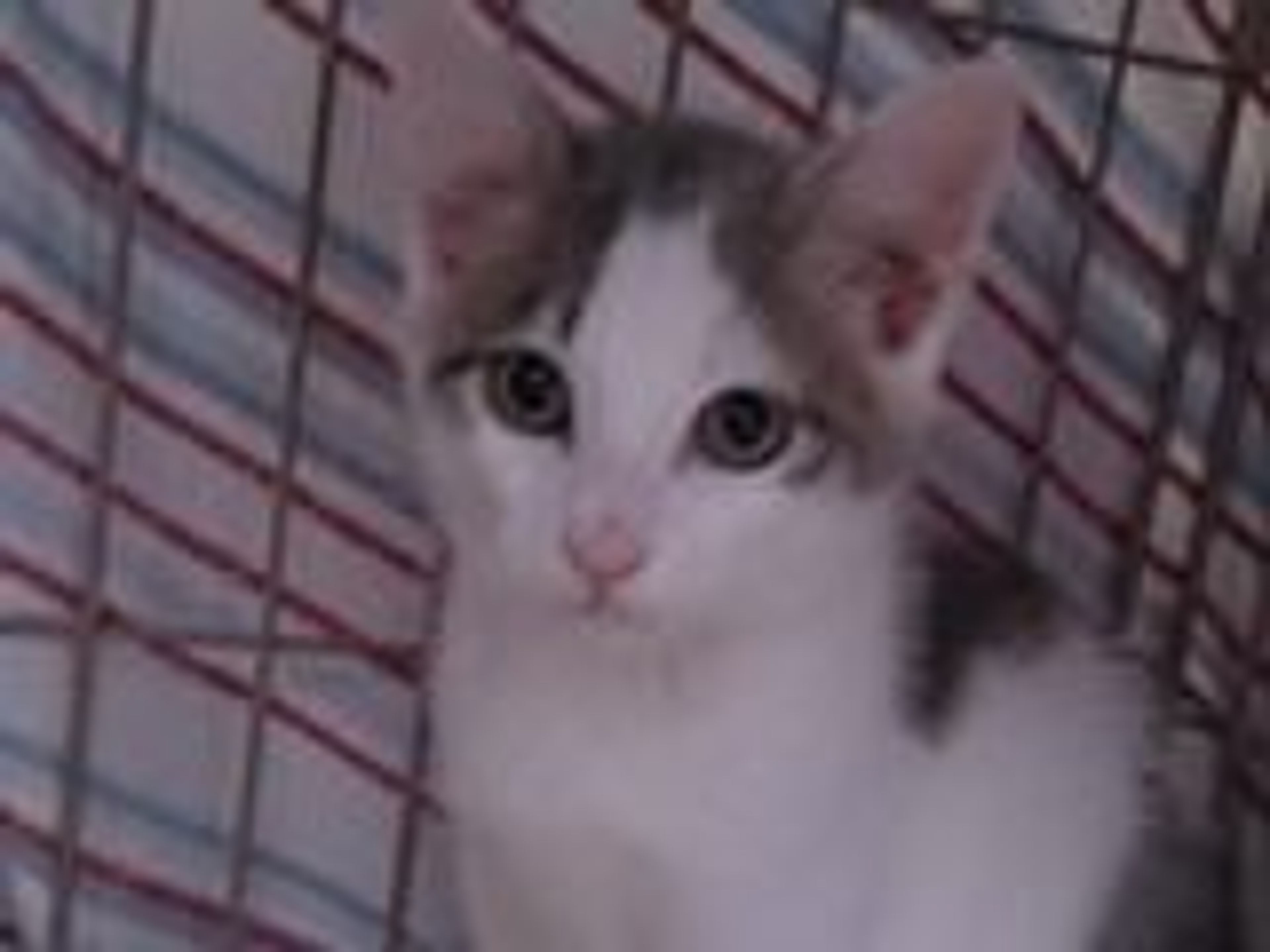 雑種（ミックス猫）・オスの里親募集の写真