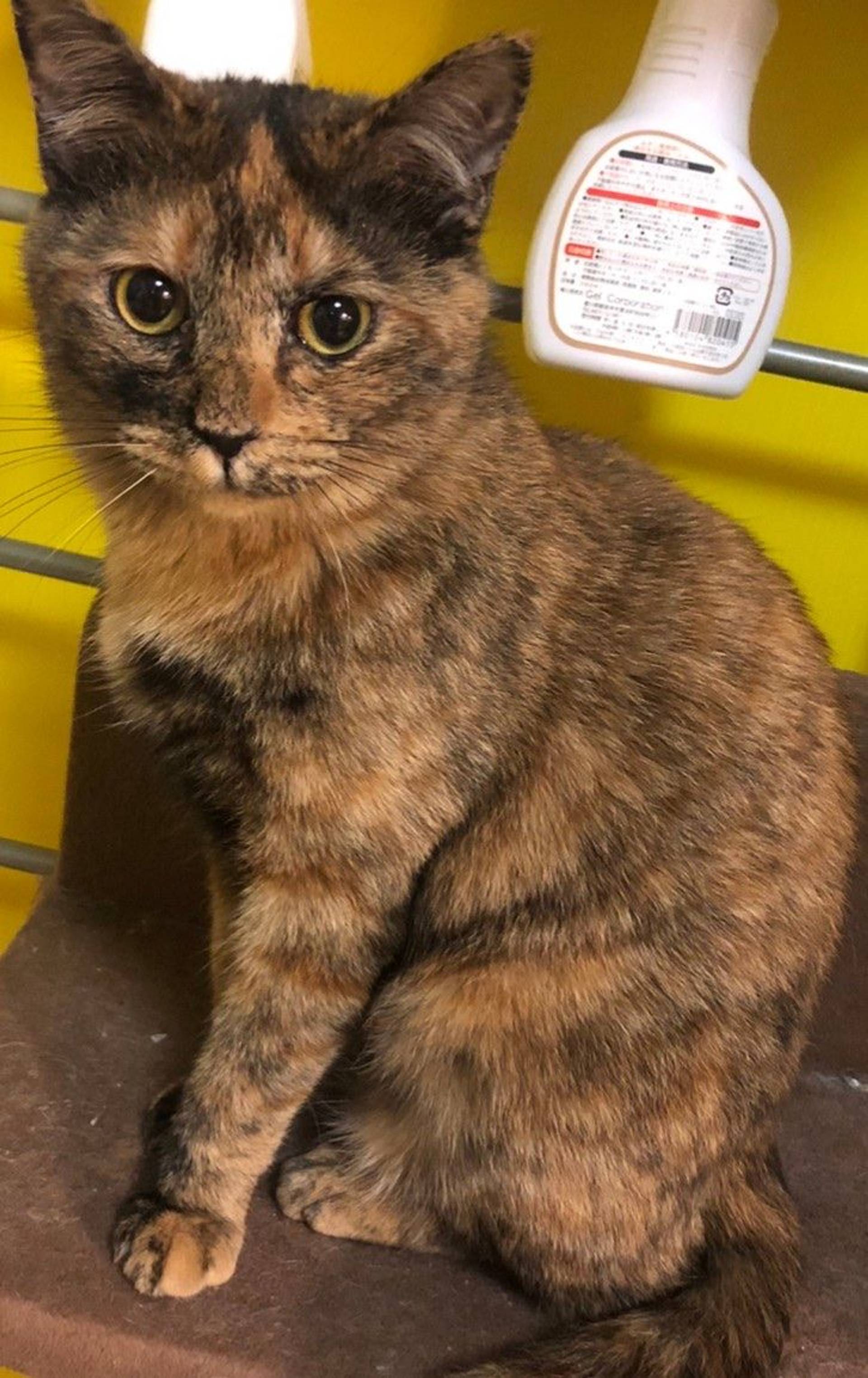 雑種（ミックス猫）・メスの里親募集の写真