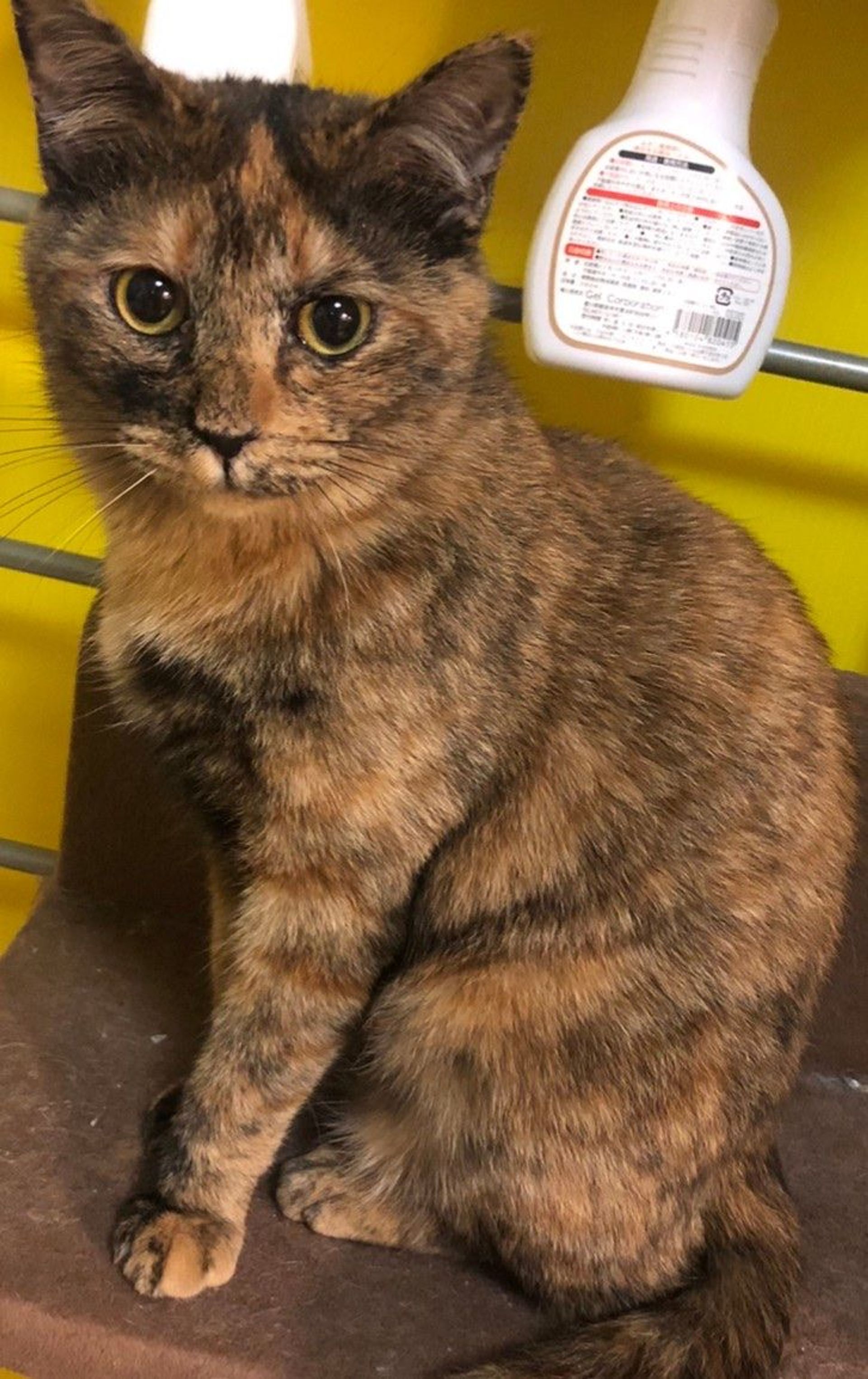 雑種（ミックス猫）・メスの里親募集の写真