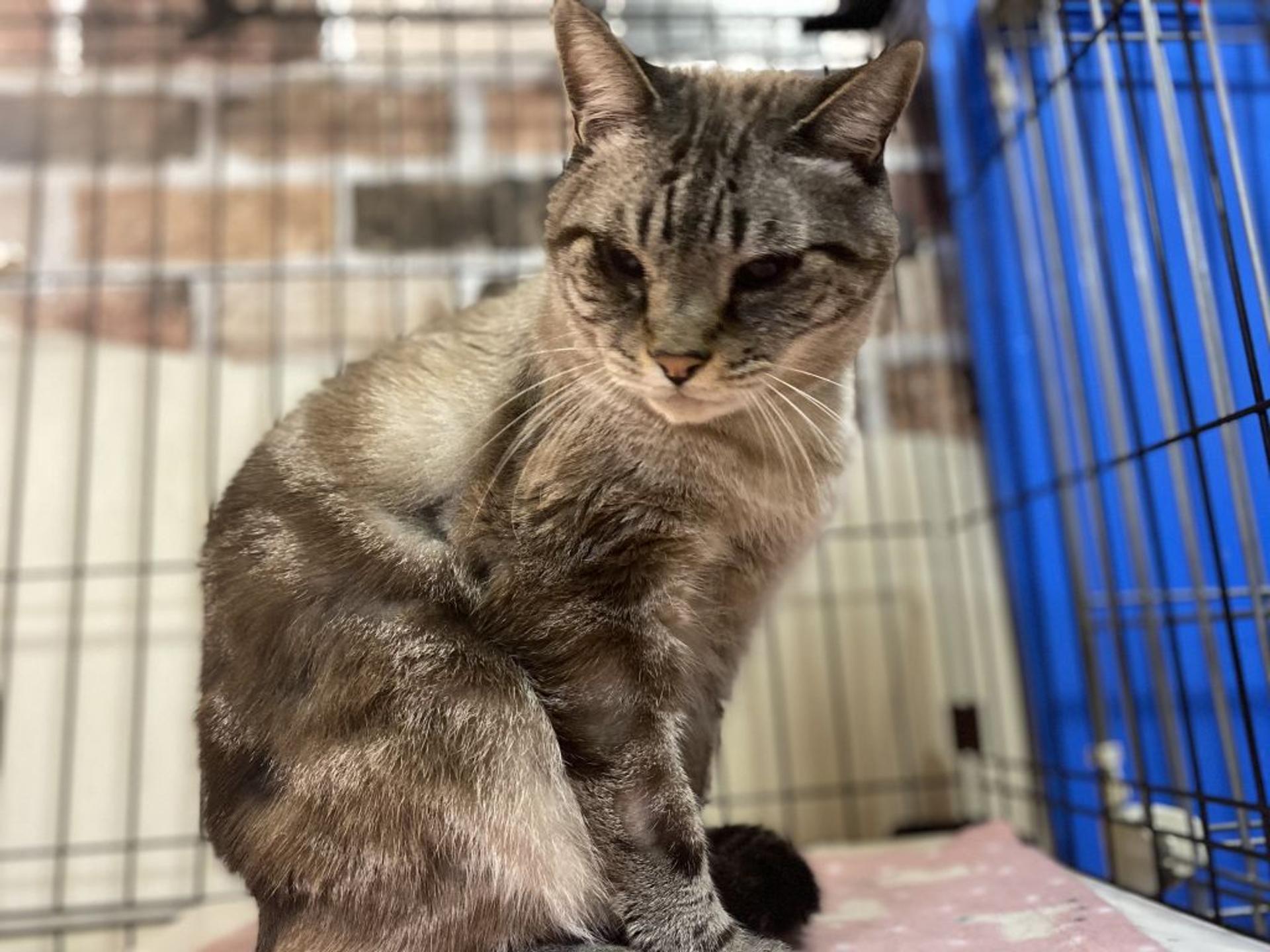 pet-image-3