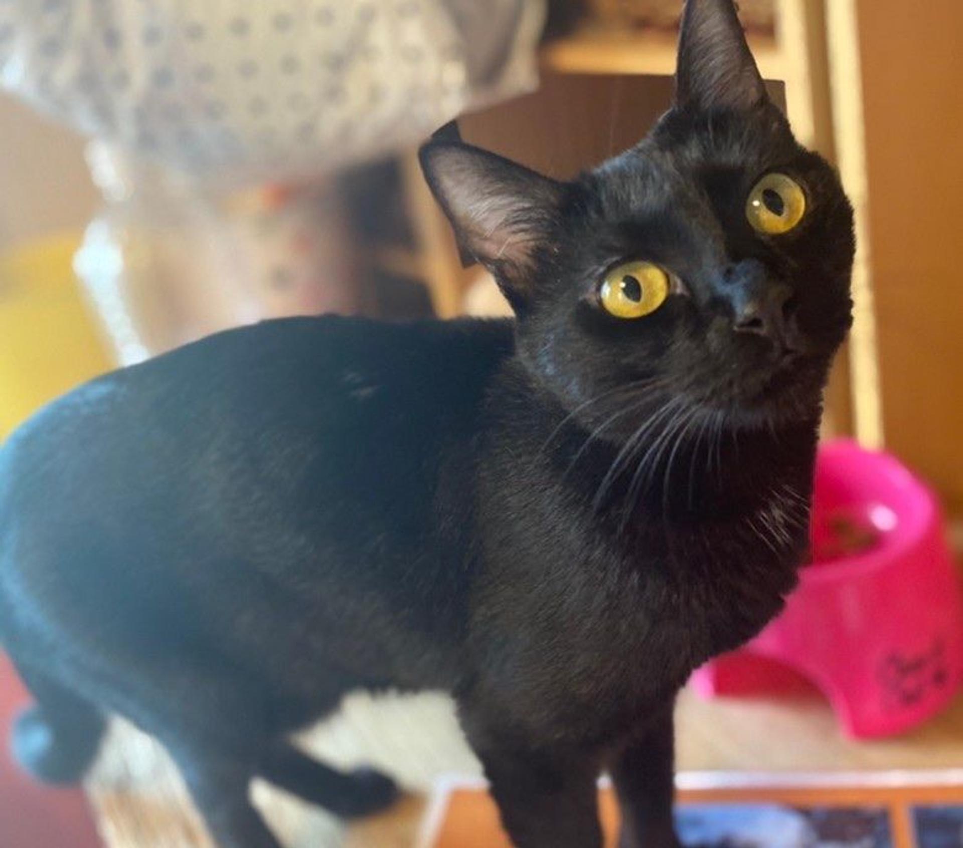 pet-image-2