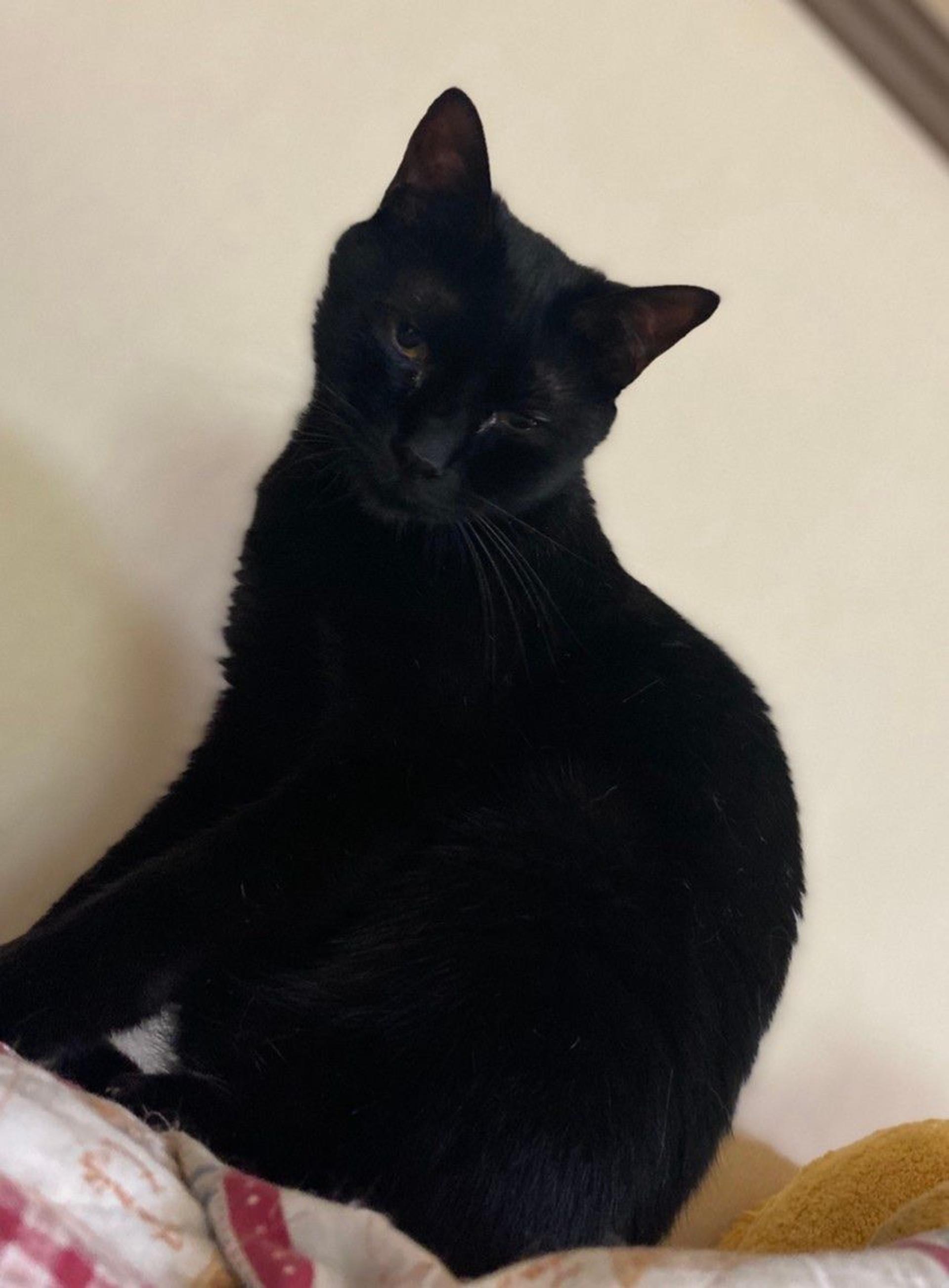 pet-image-2