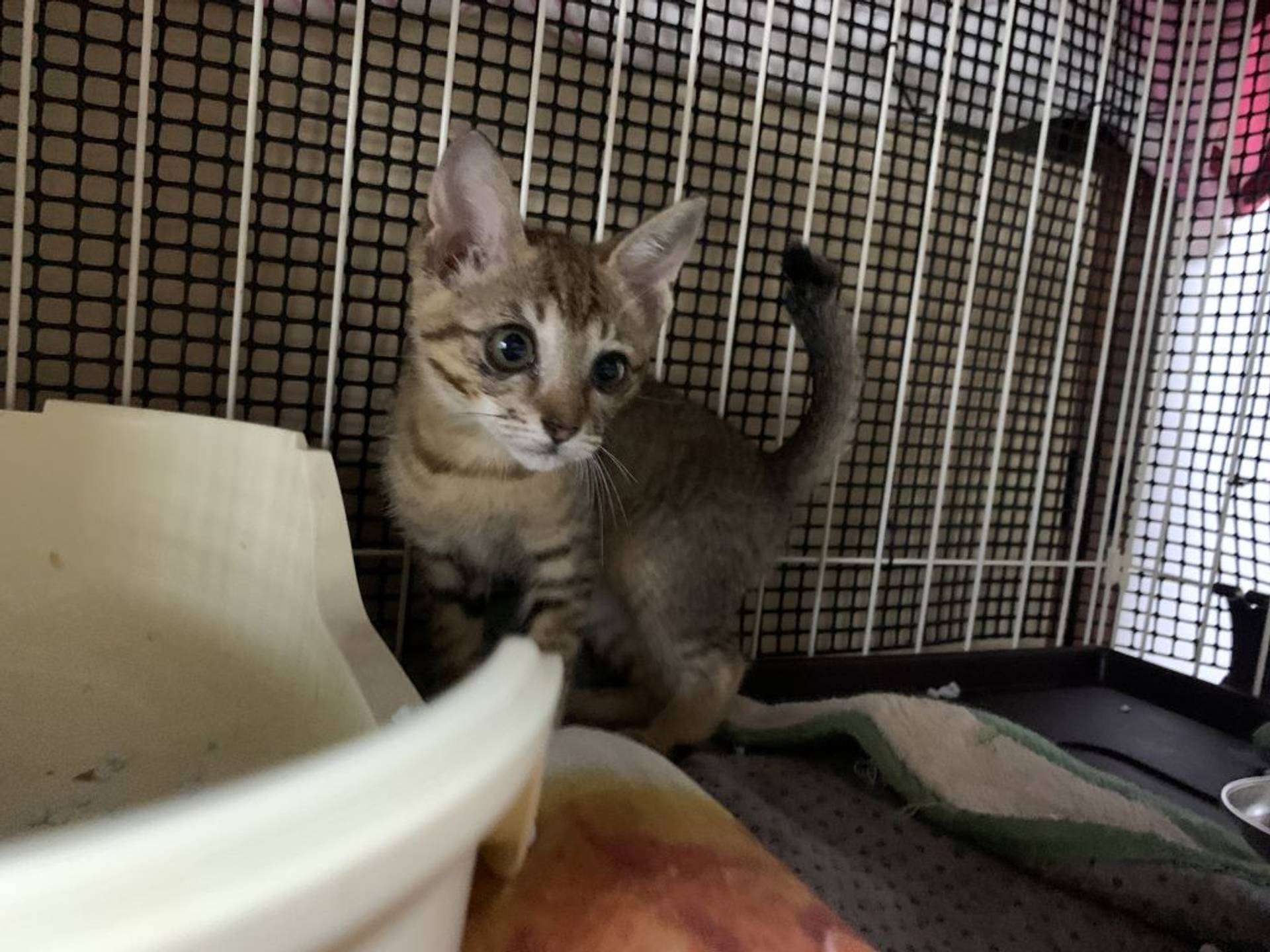 雑種（ミックス猫）・メスの里親募集の写真