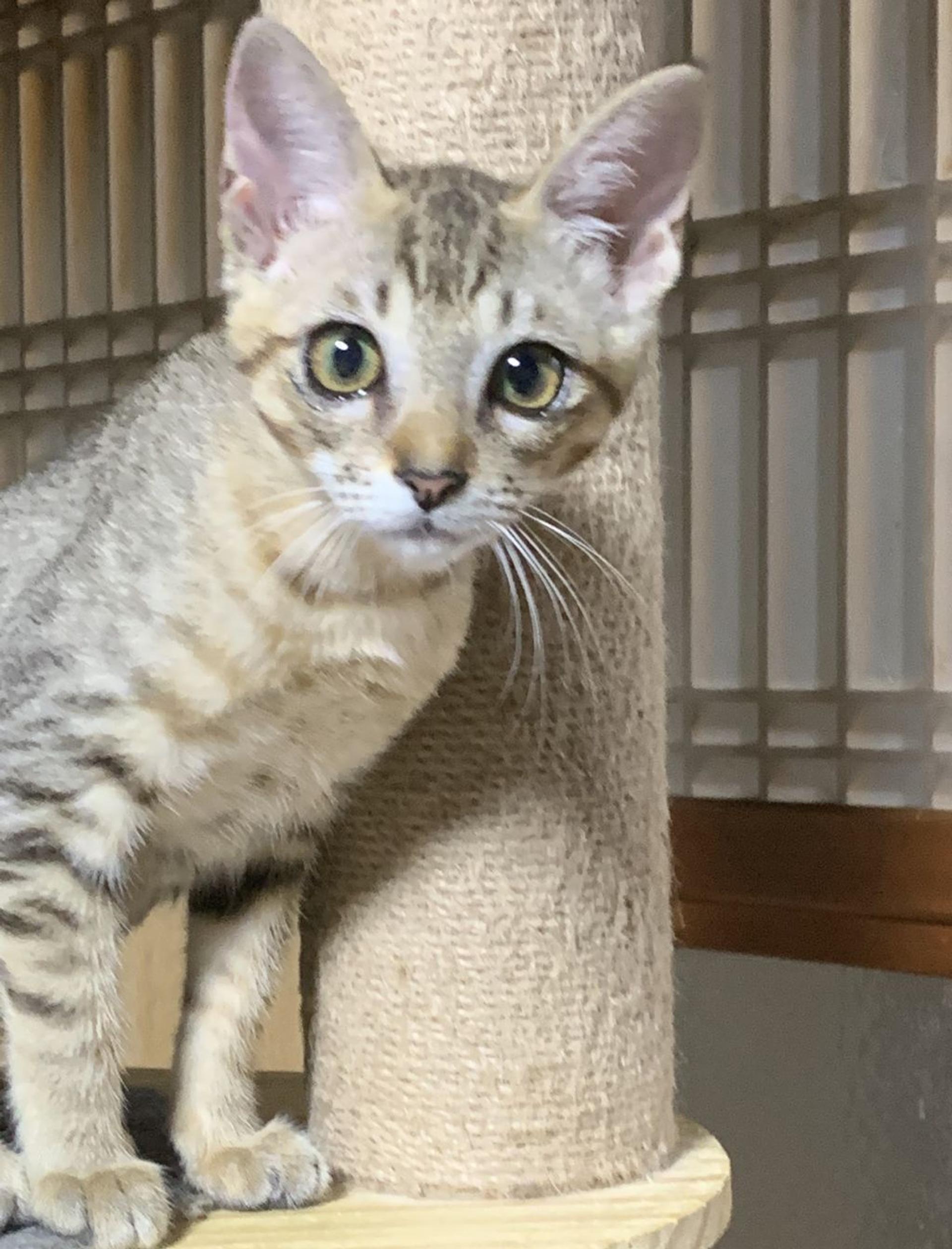 pet-image-2