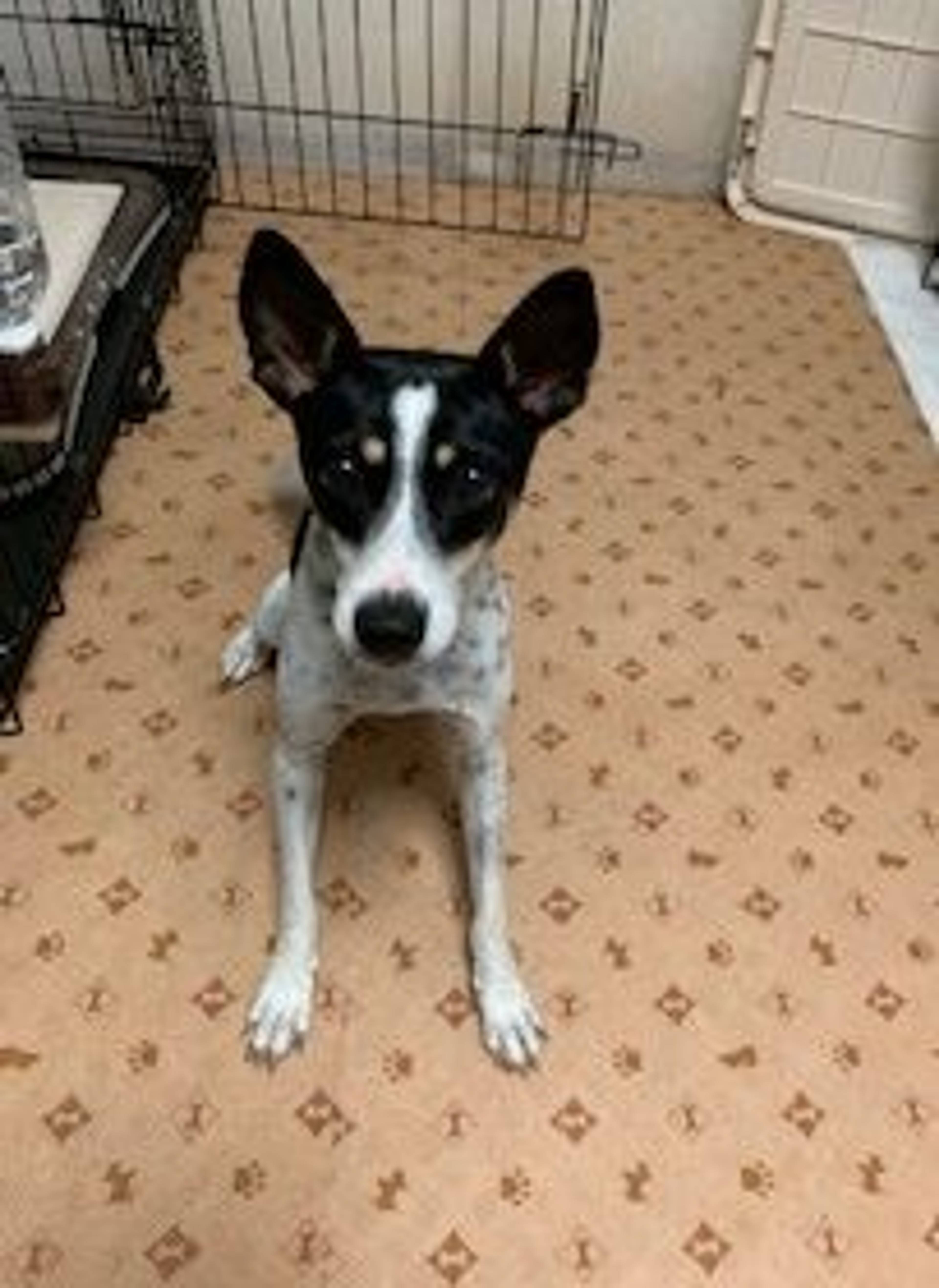 雑種（ミックス犬）・メスの里親募集の写真
