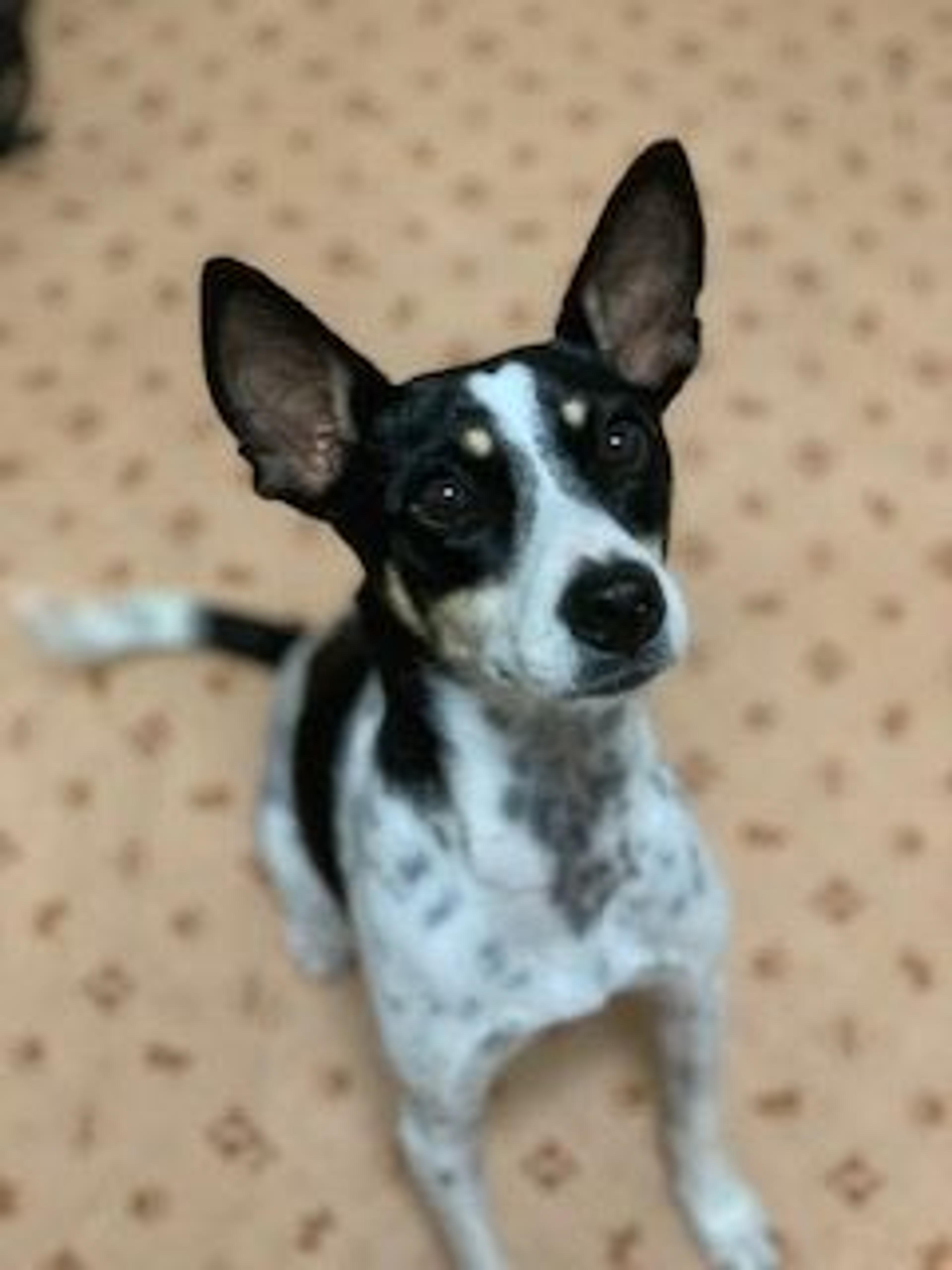 pet-image-4