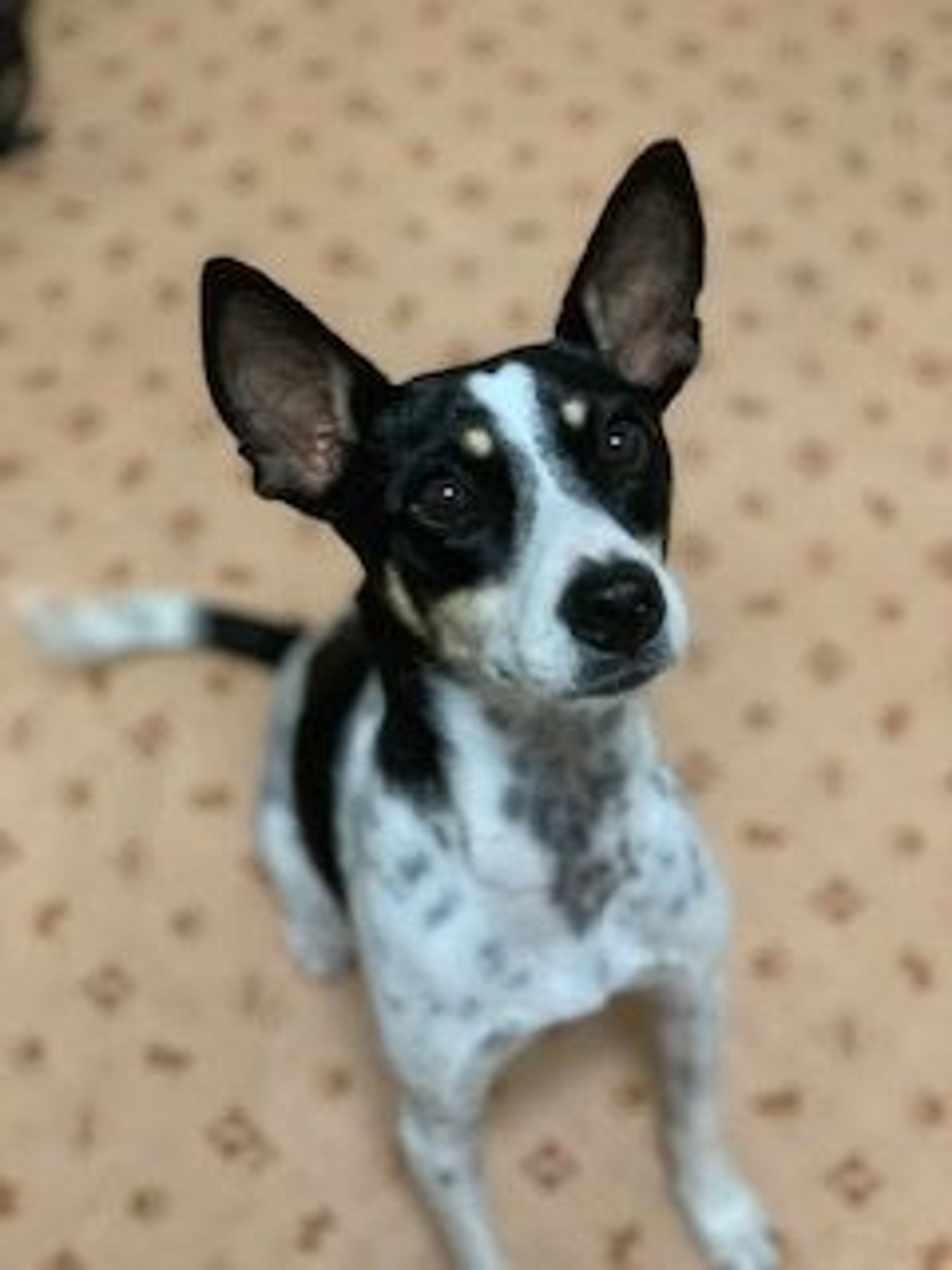 pet-image-4