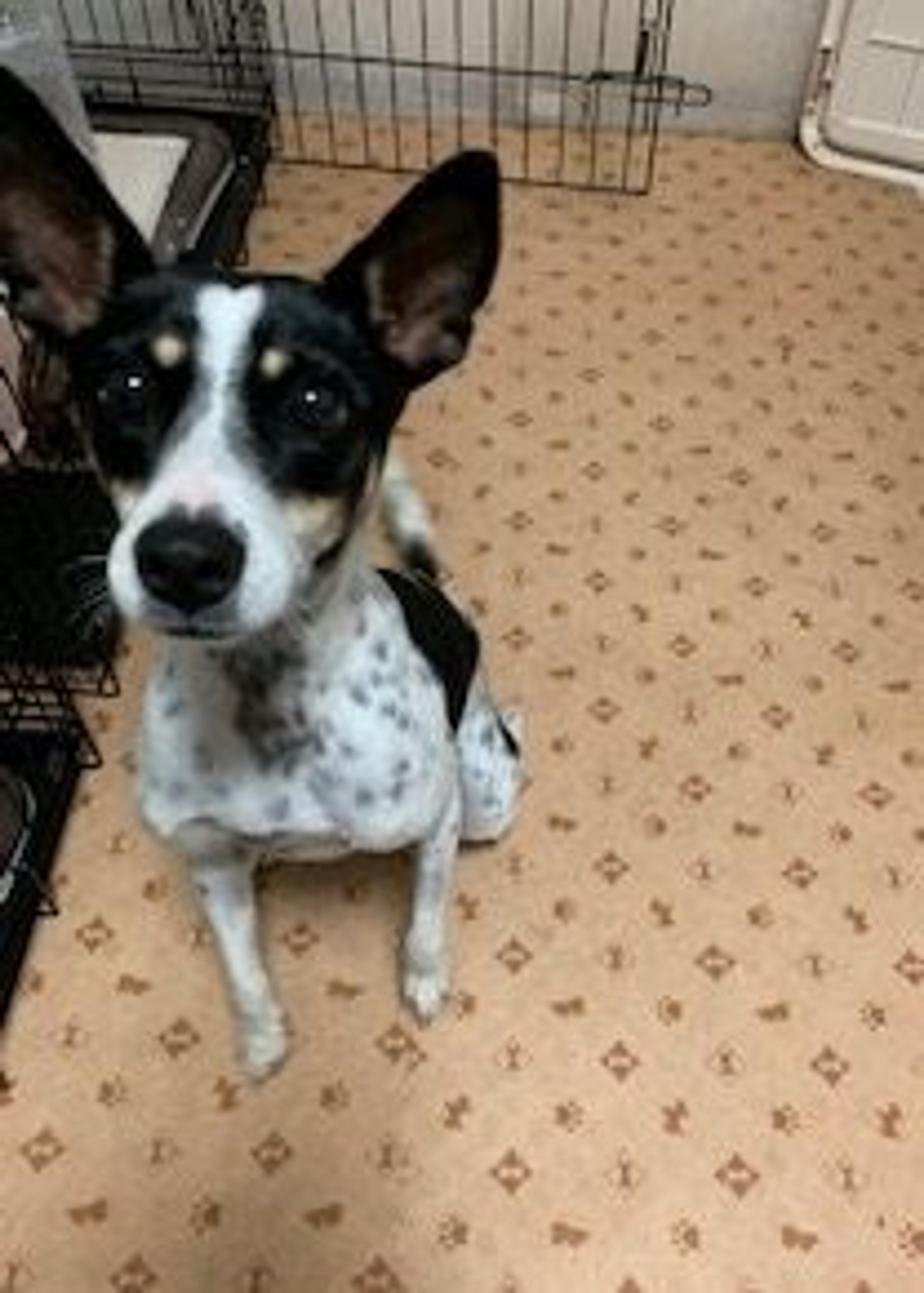 pet-image-6
