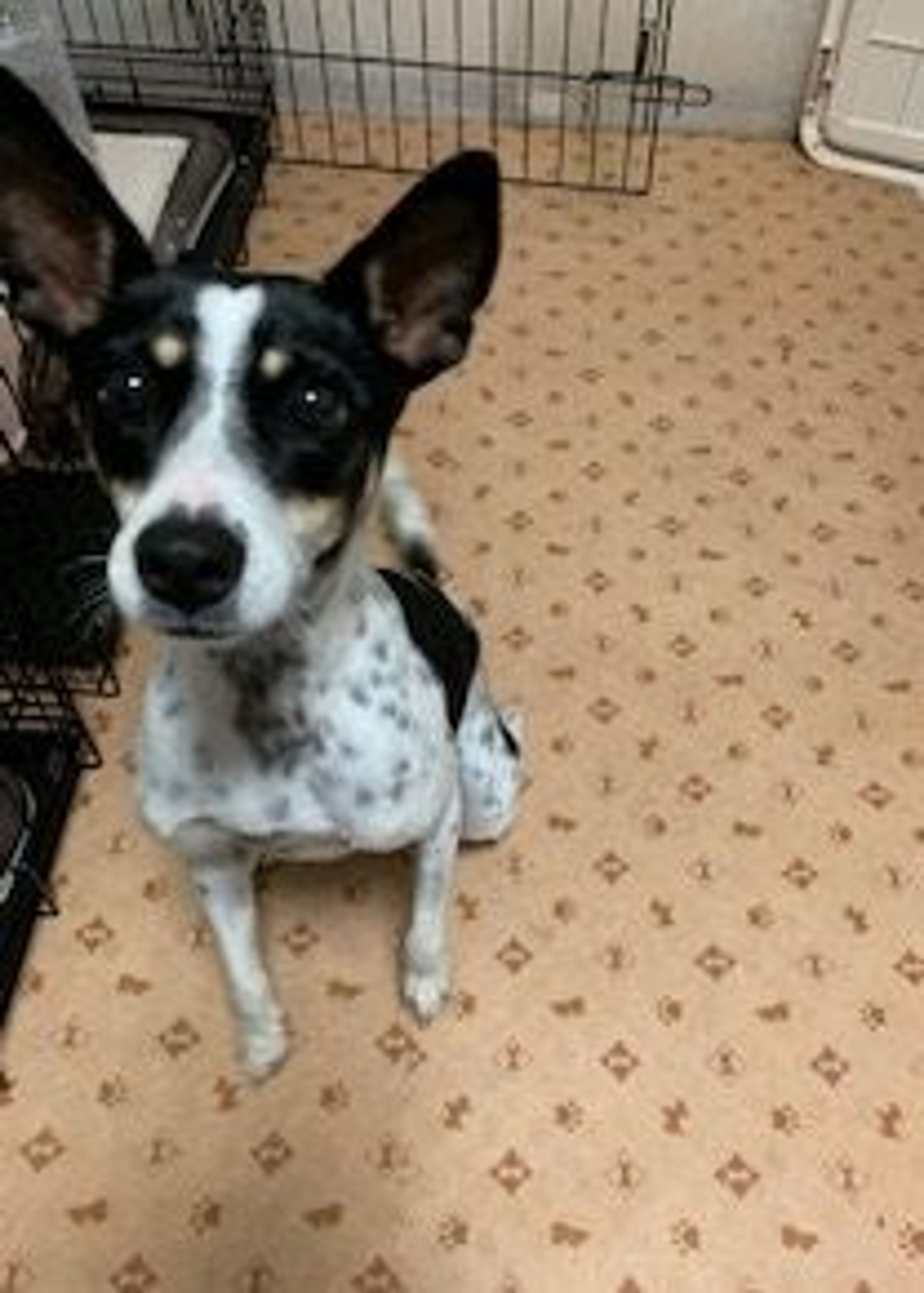 pet-image-6