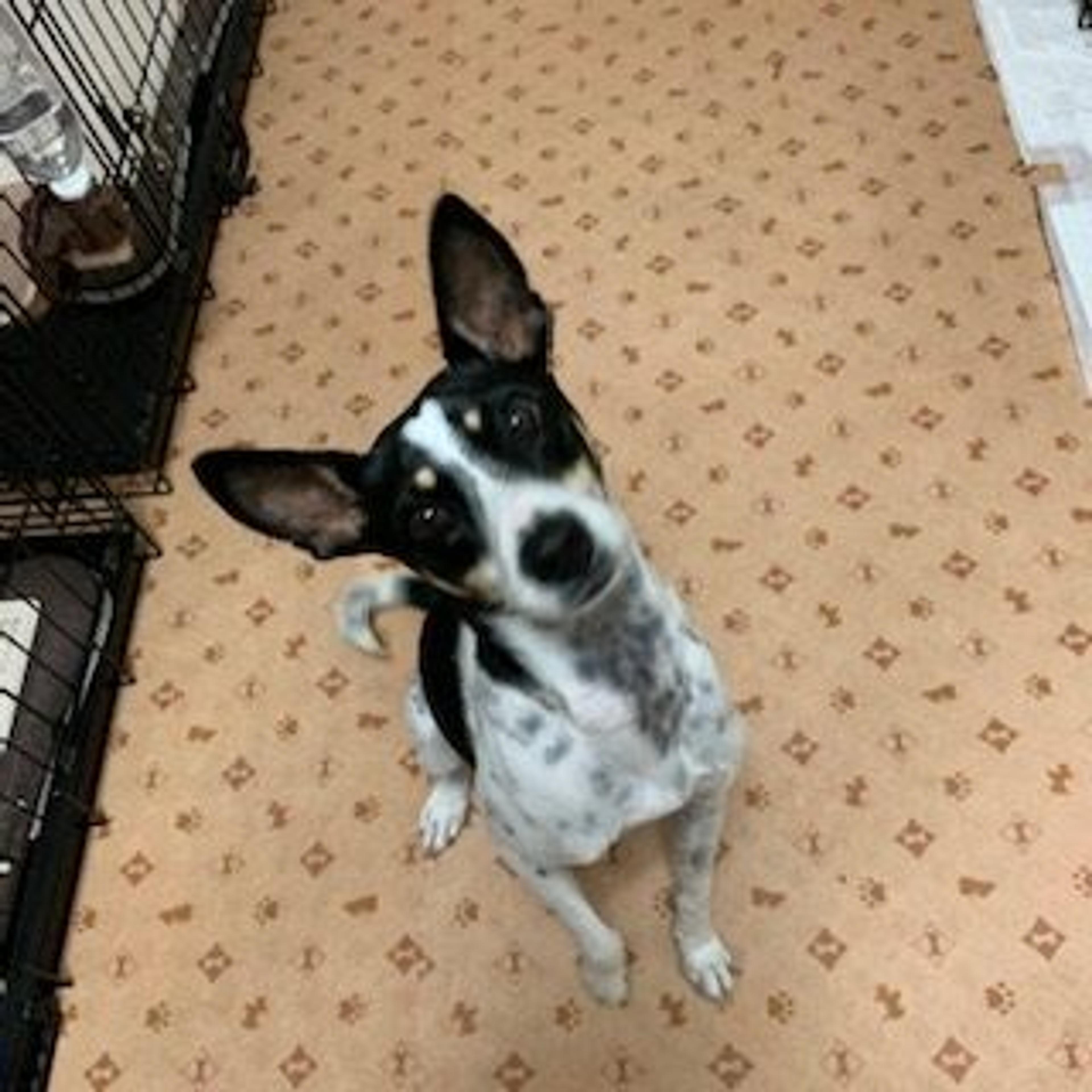 pet-image-7