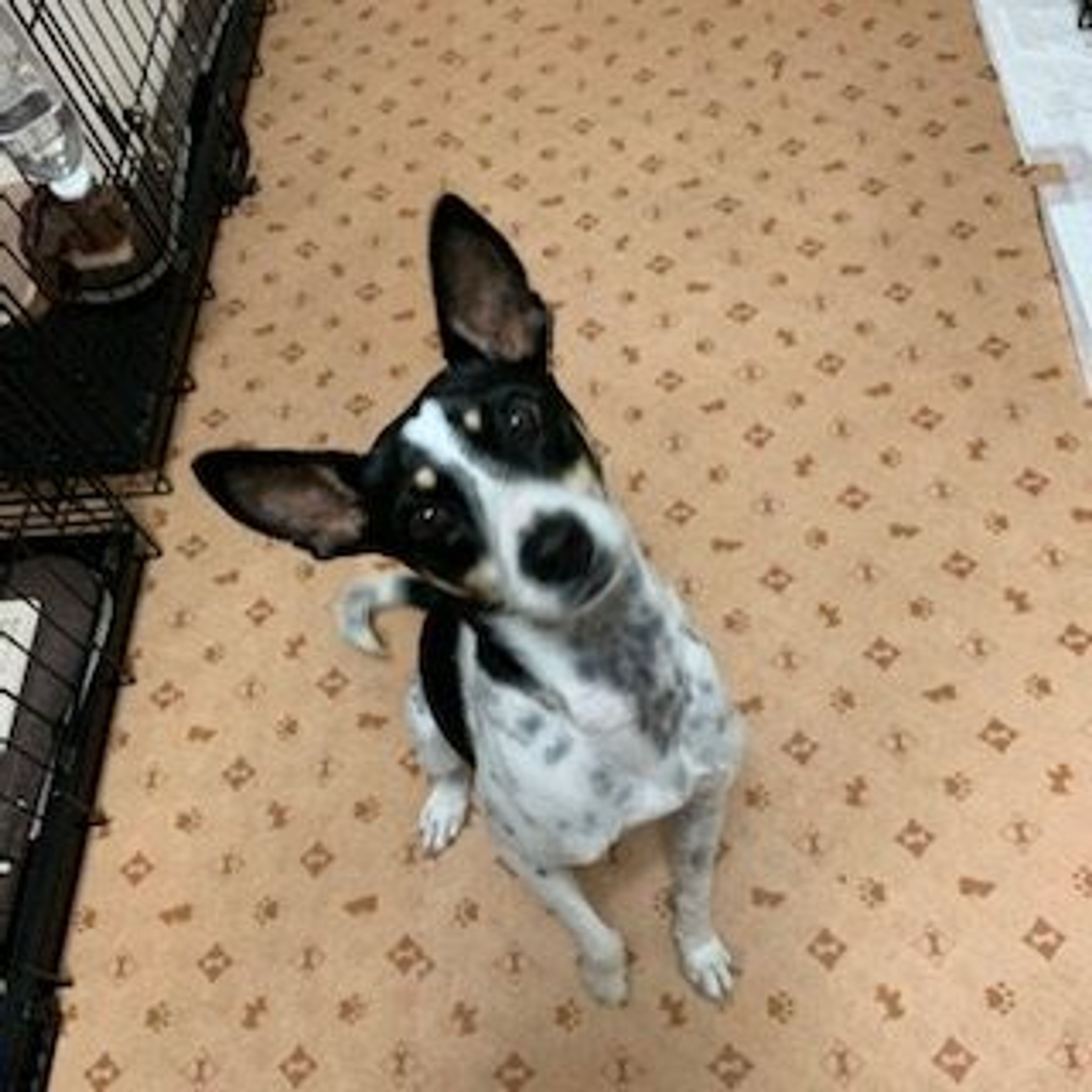 pet-image-7