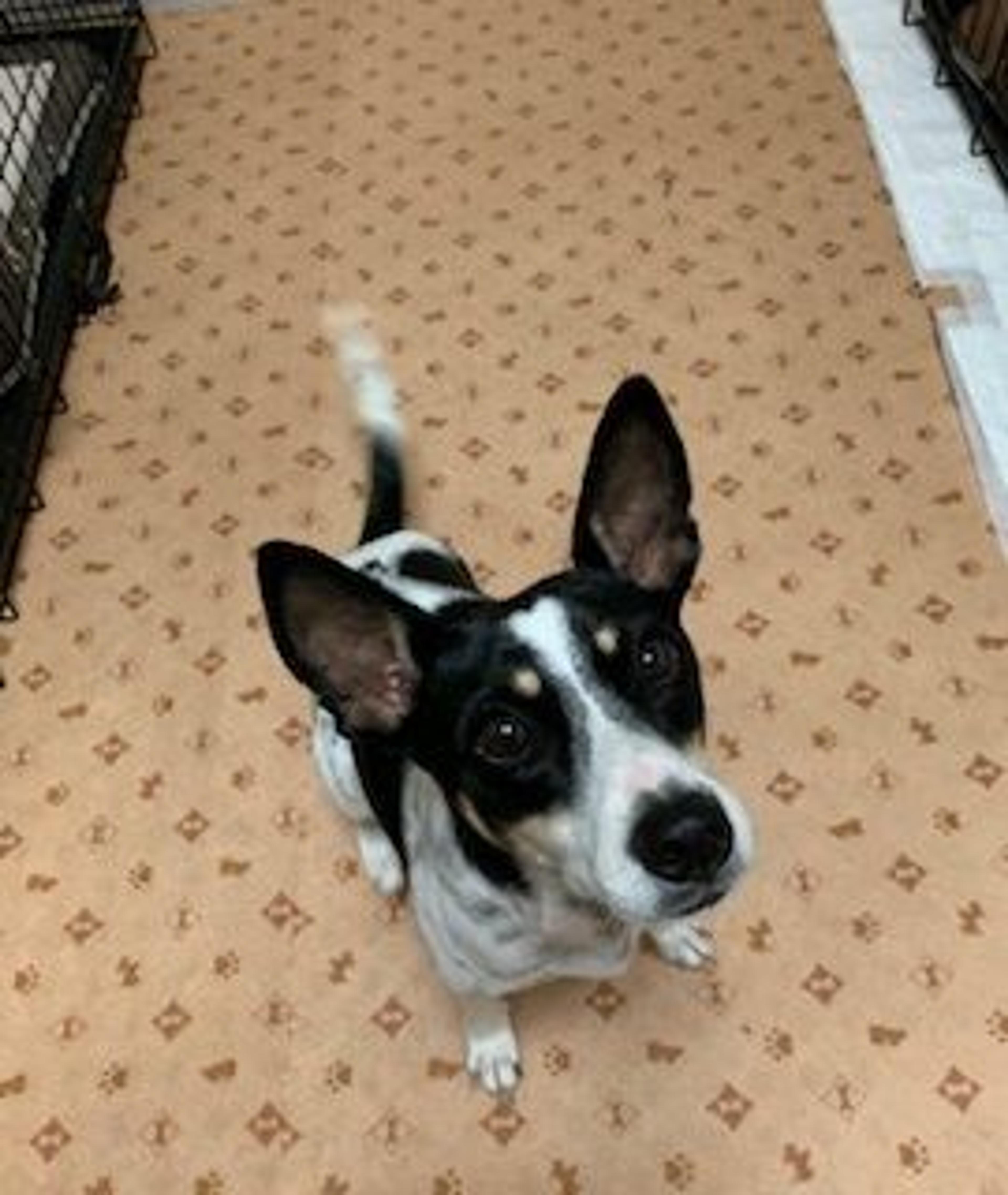 pet-image-8