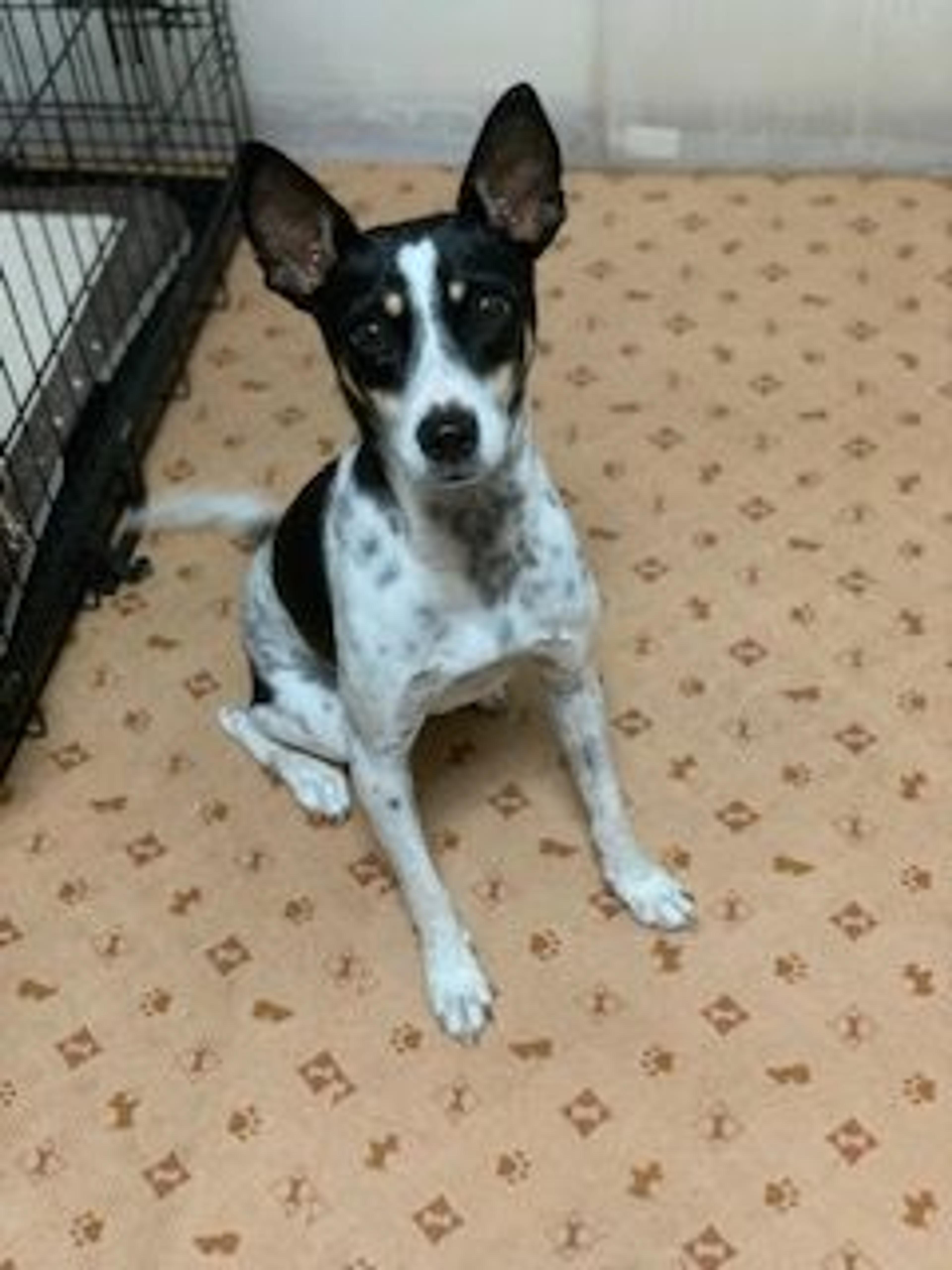 pet-image-9