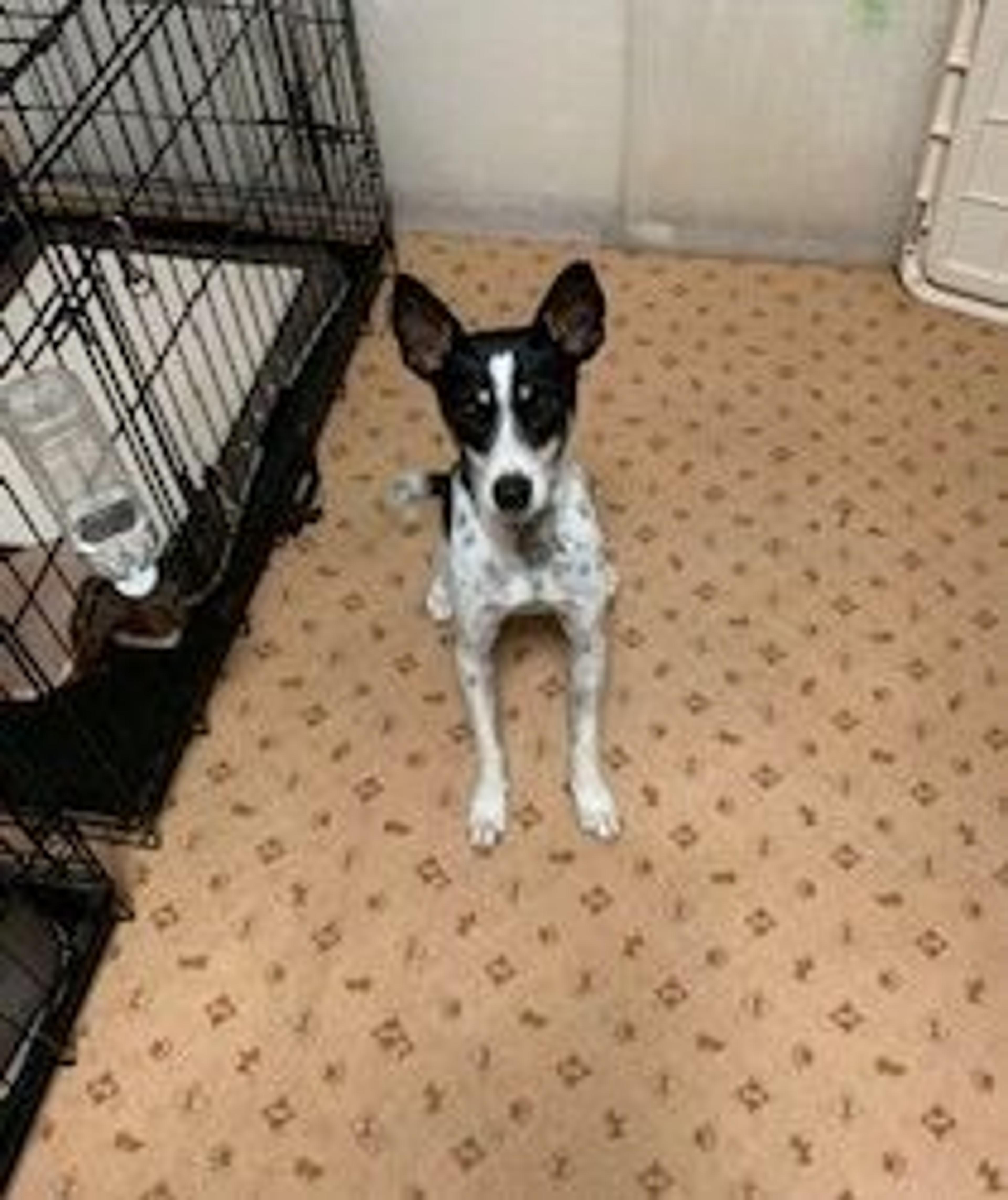 pet-image-2