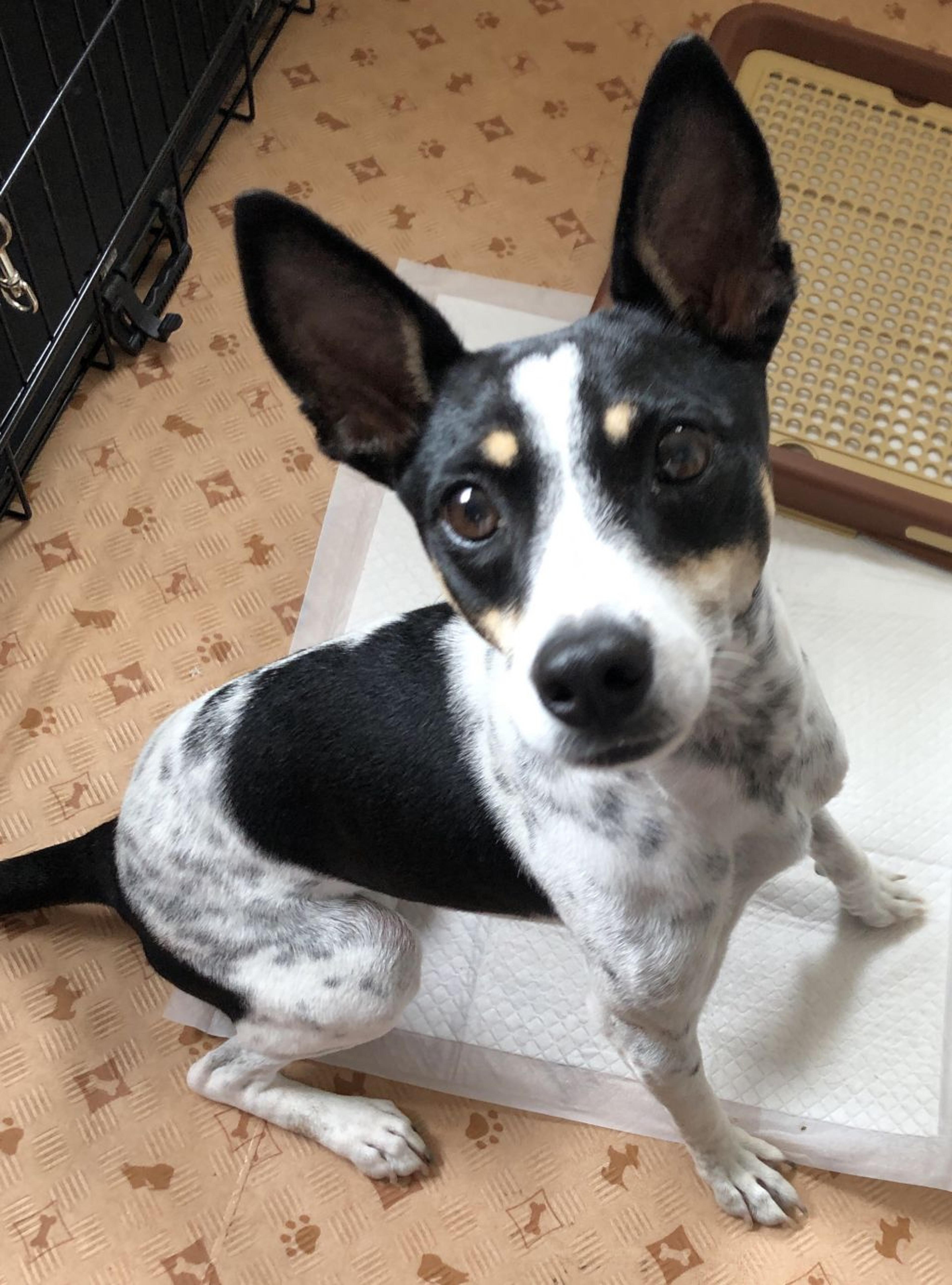 pet-image-3