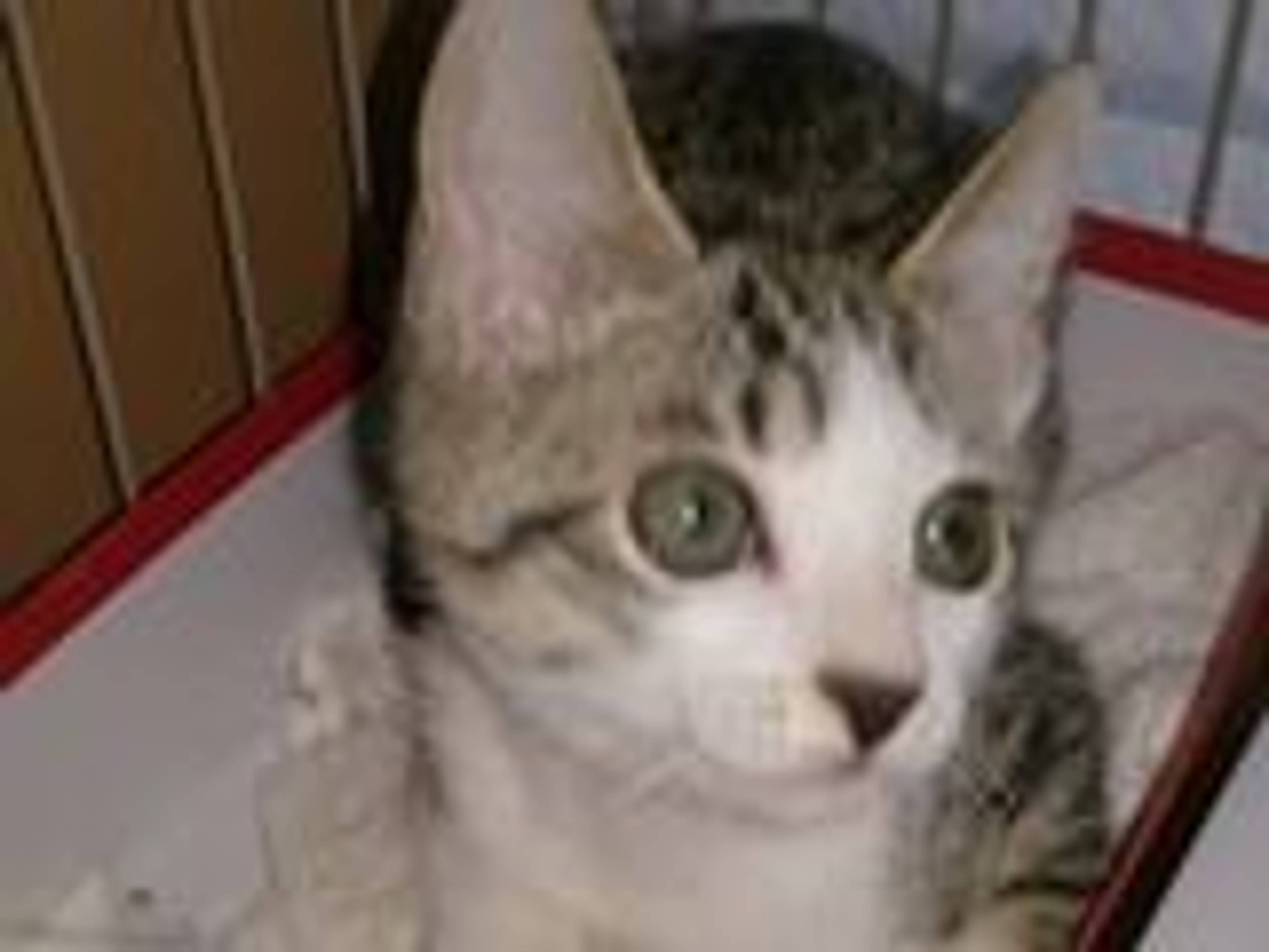 雑種（ミックス猫）・オスの里親募集の写真