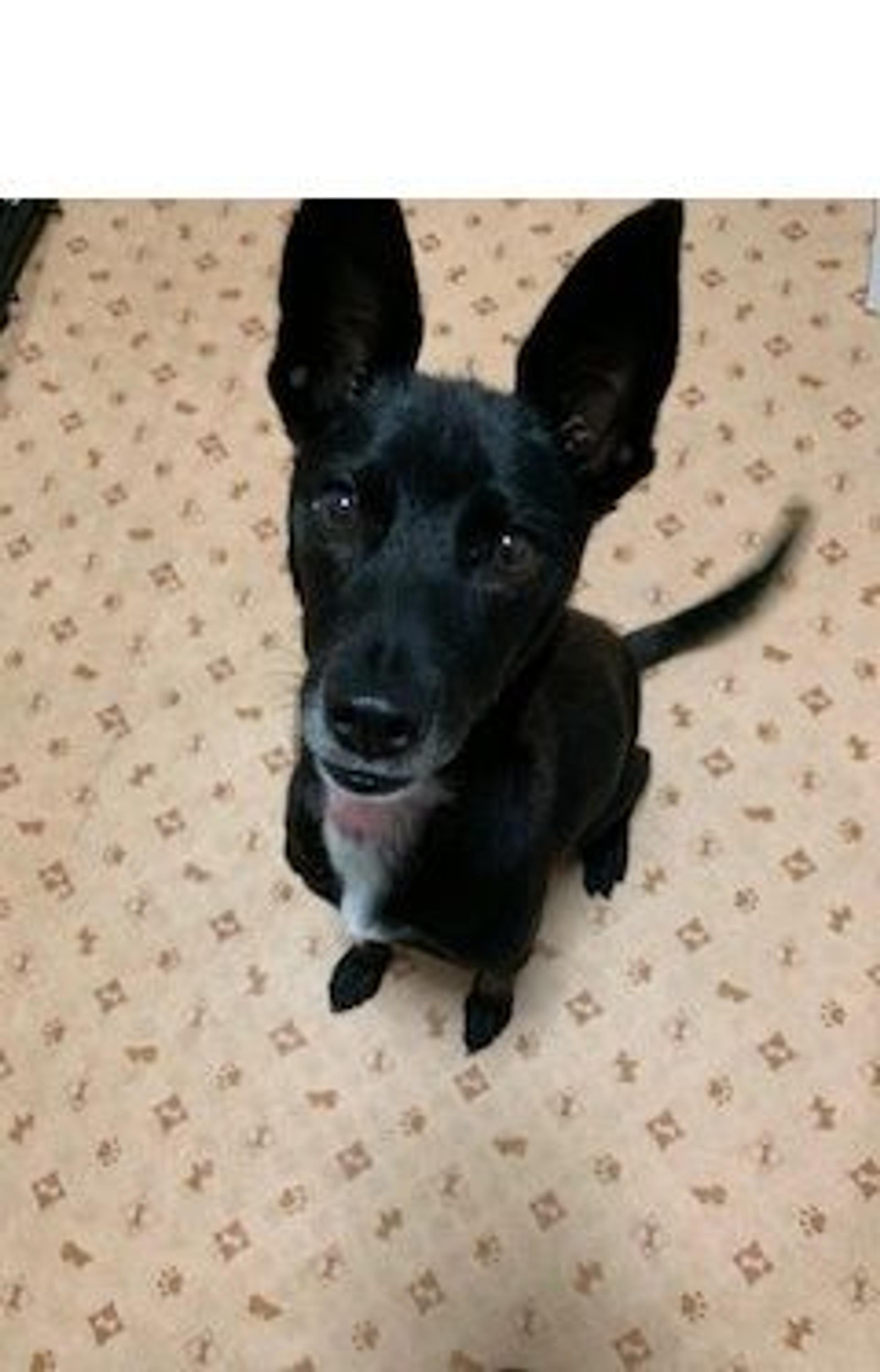 pet-image-2