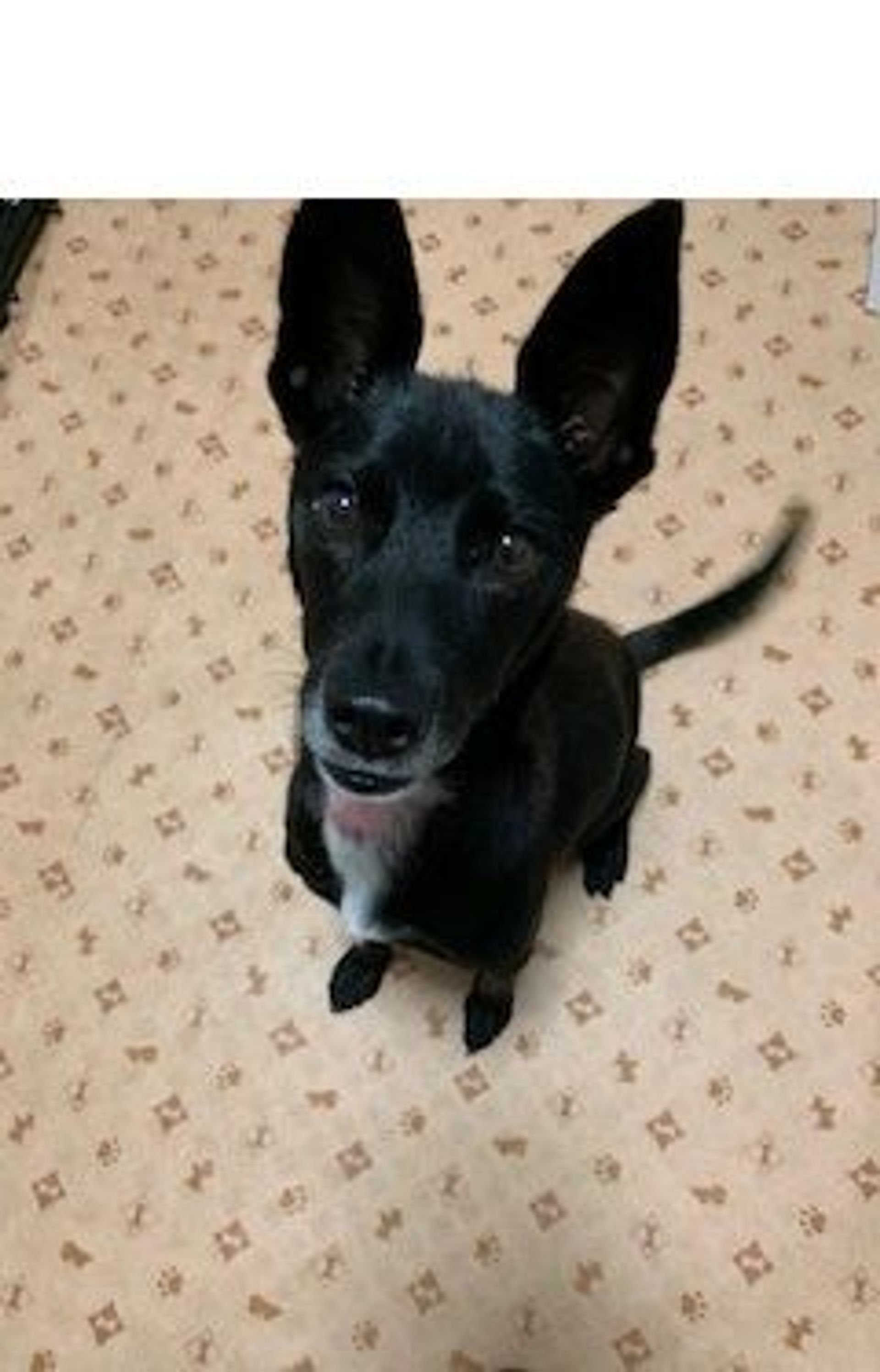 雑種（ミックス犬）・メスの里親募集の写真