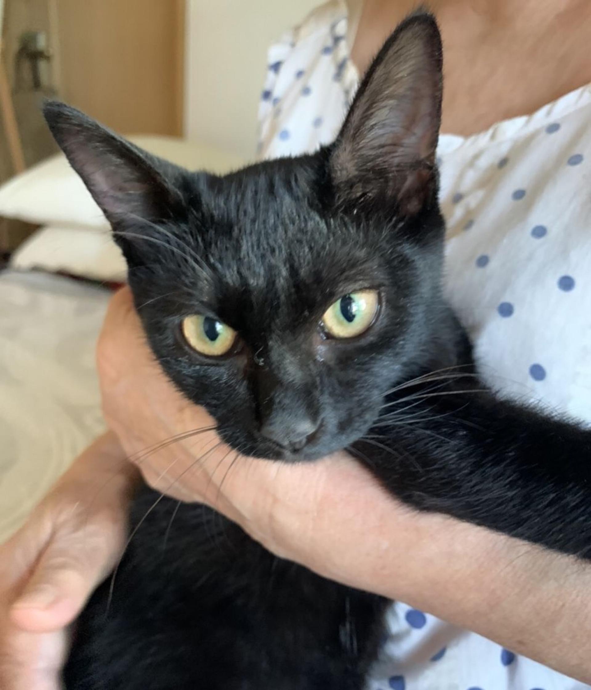 pet-image-2
