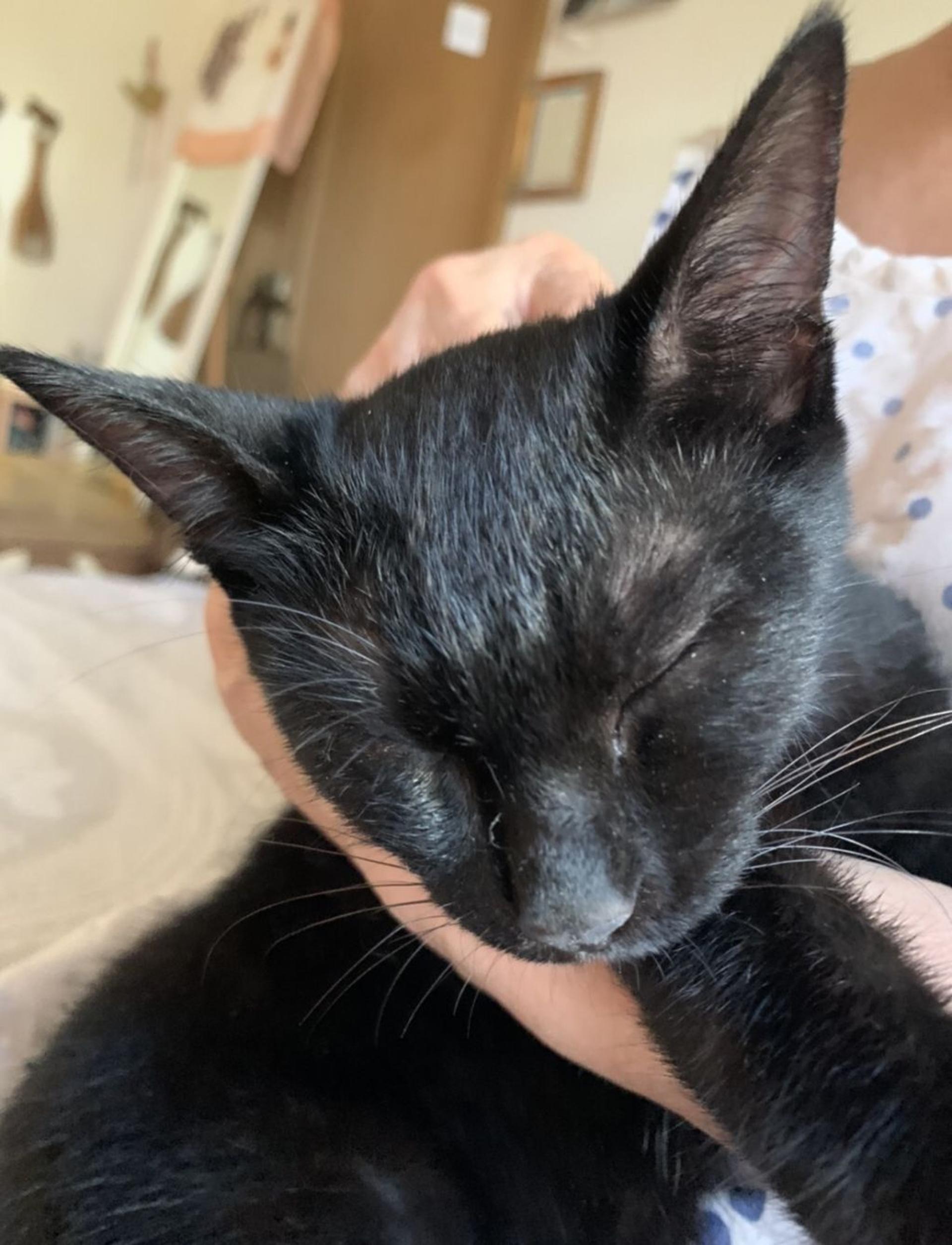 pet-image-3