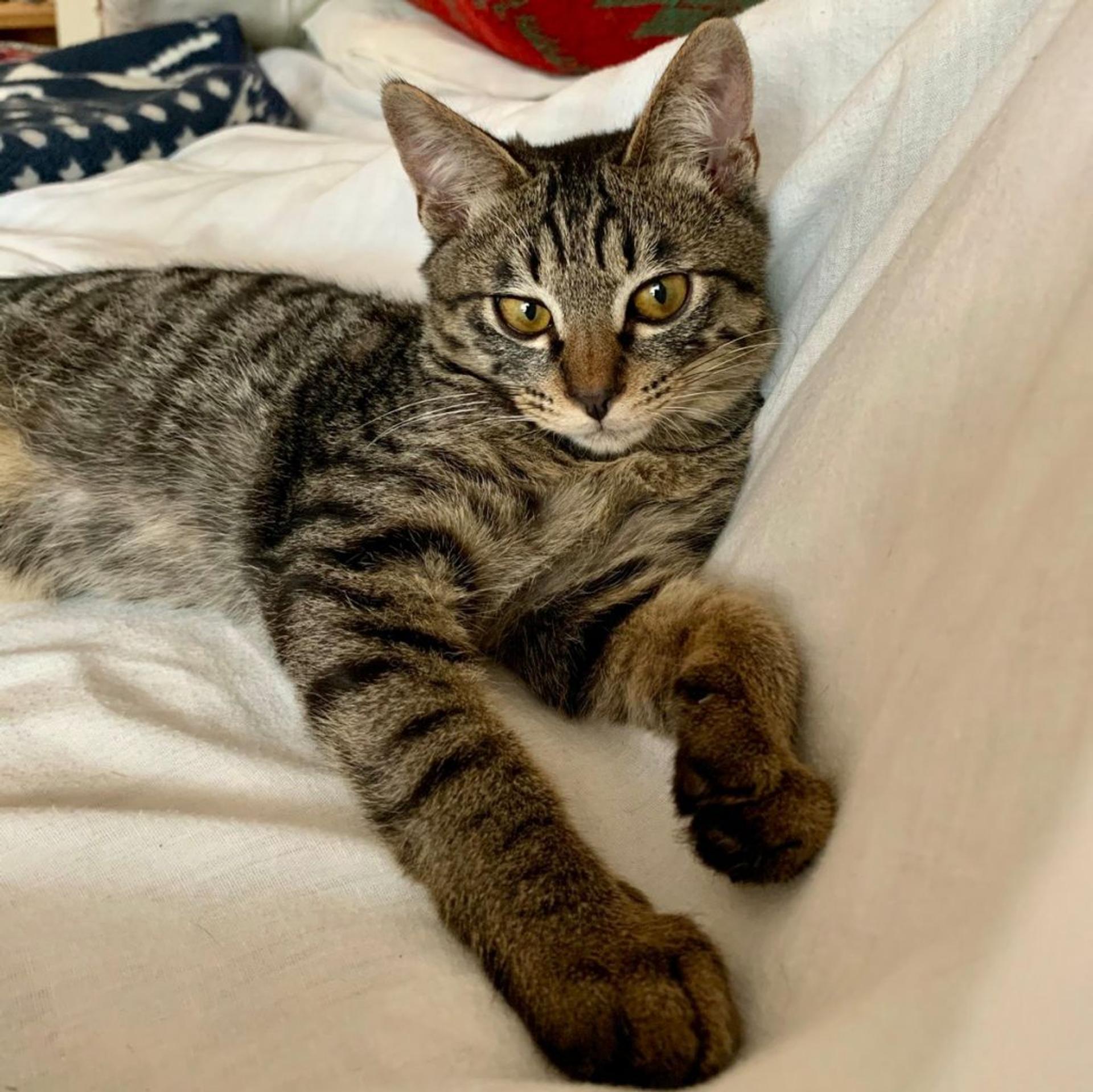 pet-image-2