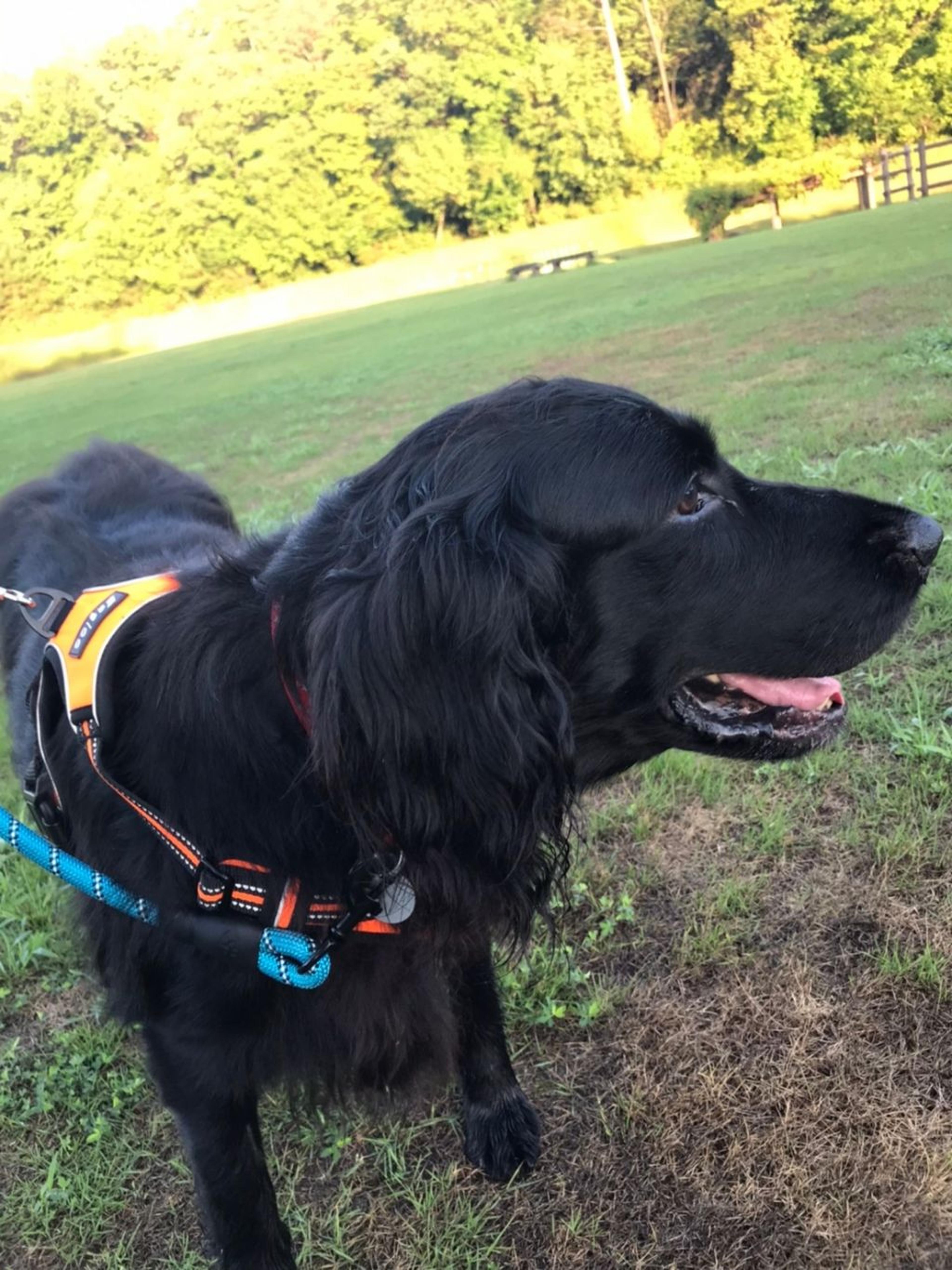 pet-image-2