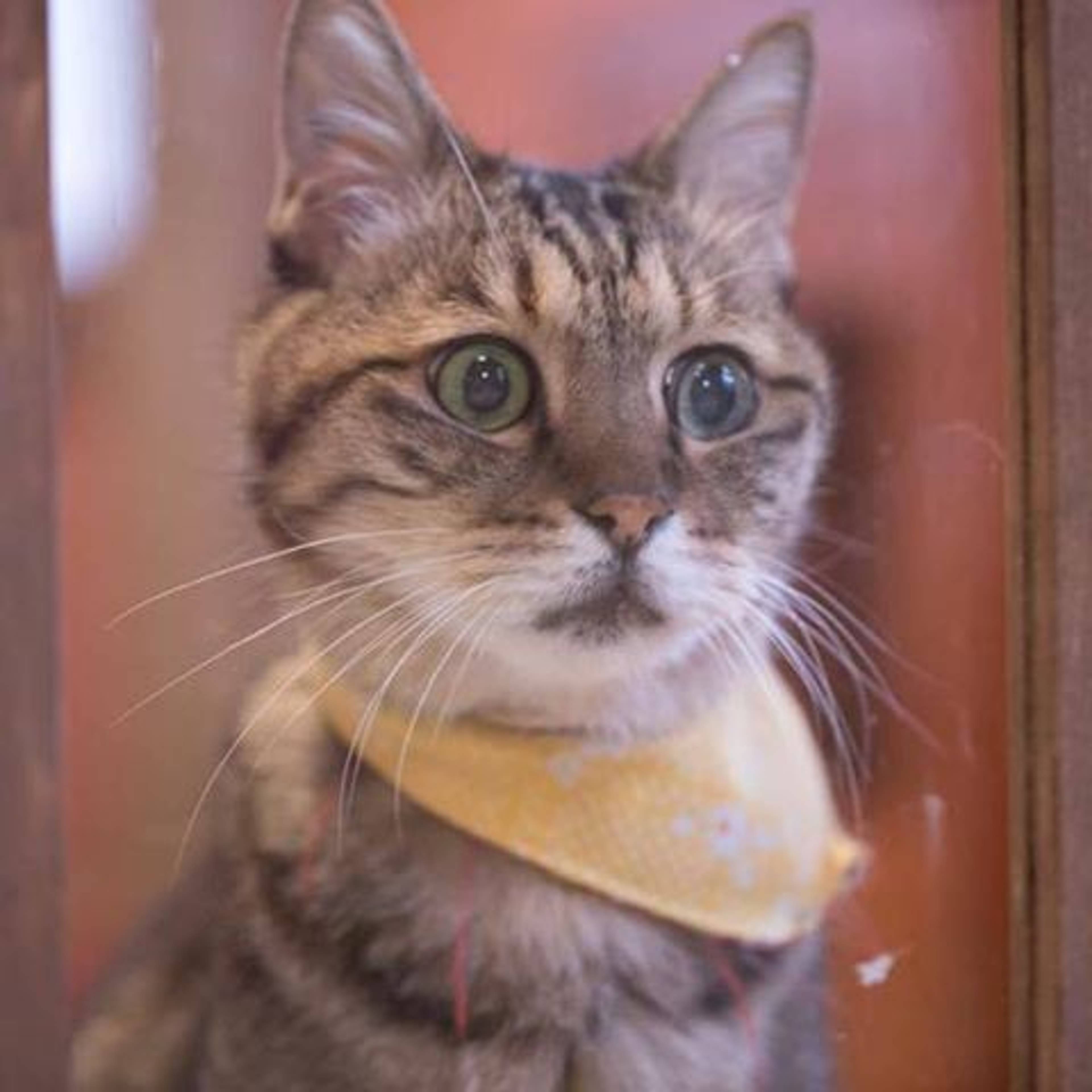 雑種（ミックス猫）・オスの里親募集の写真