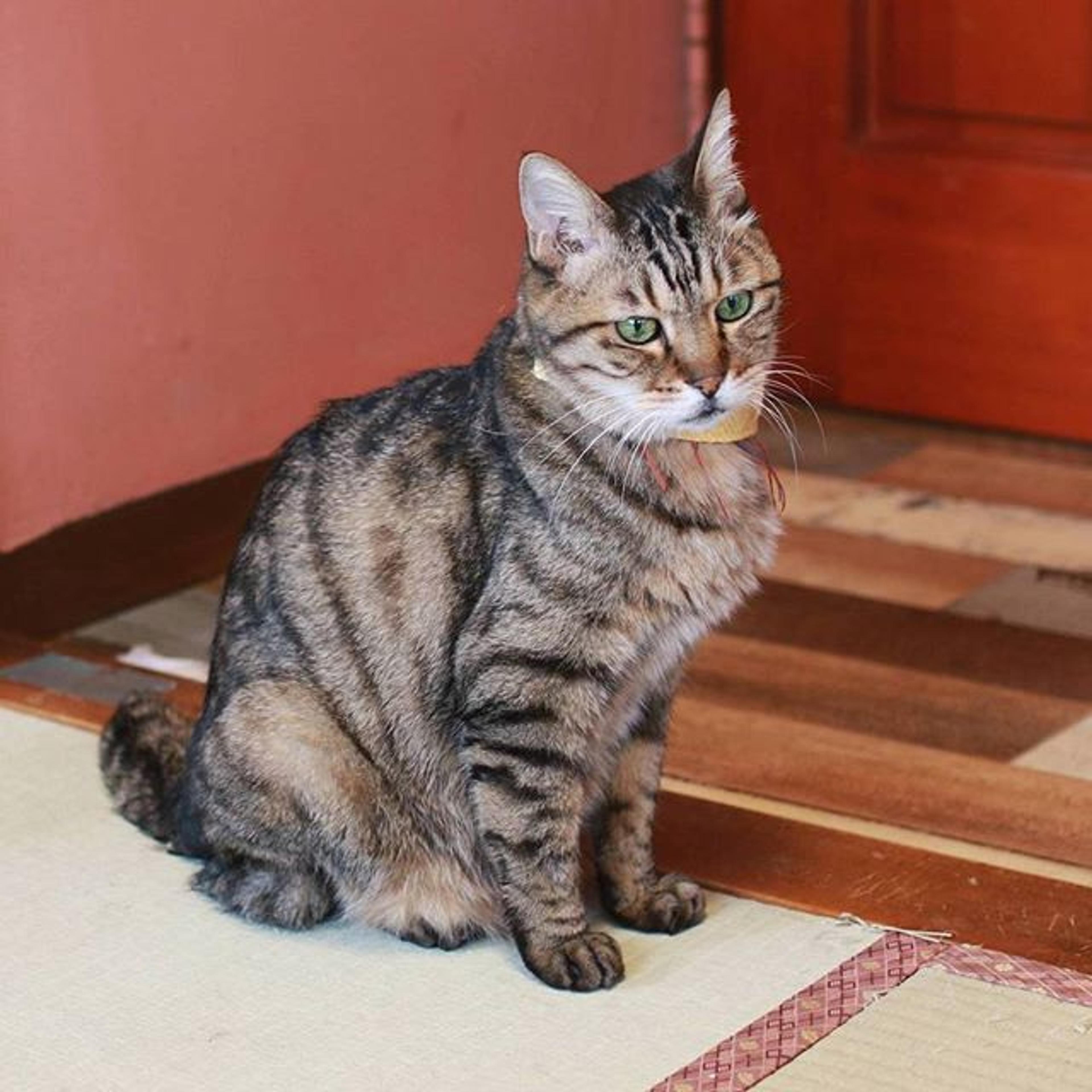 pet-image-2
