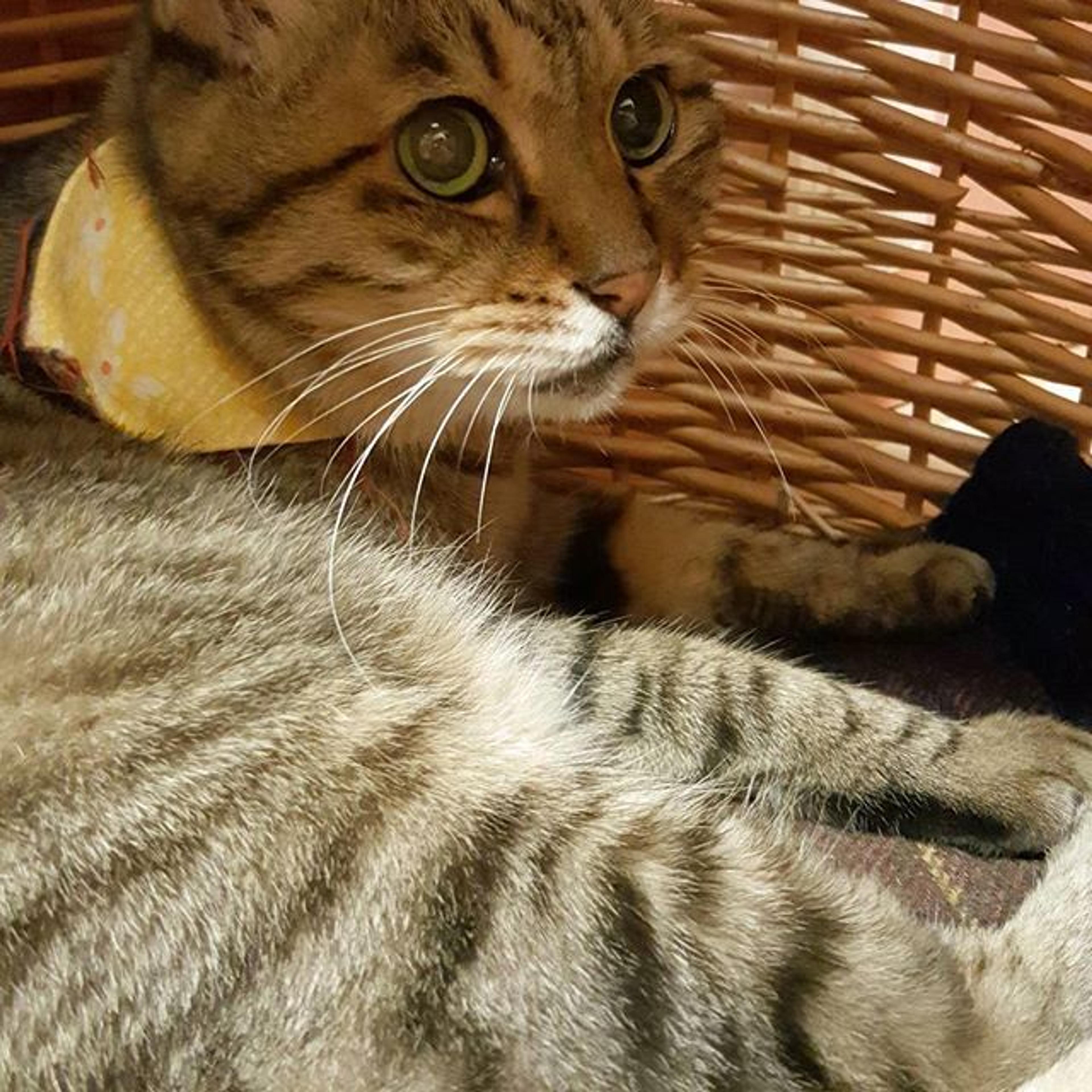 pet-image-3