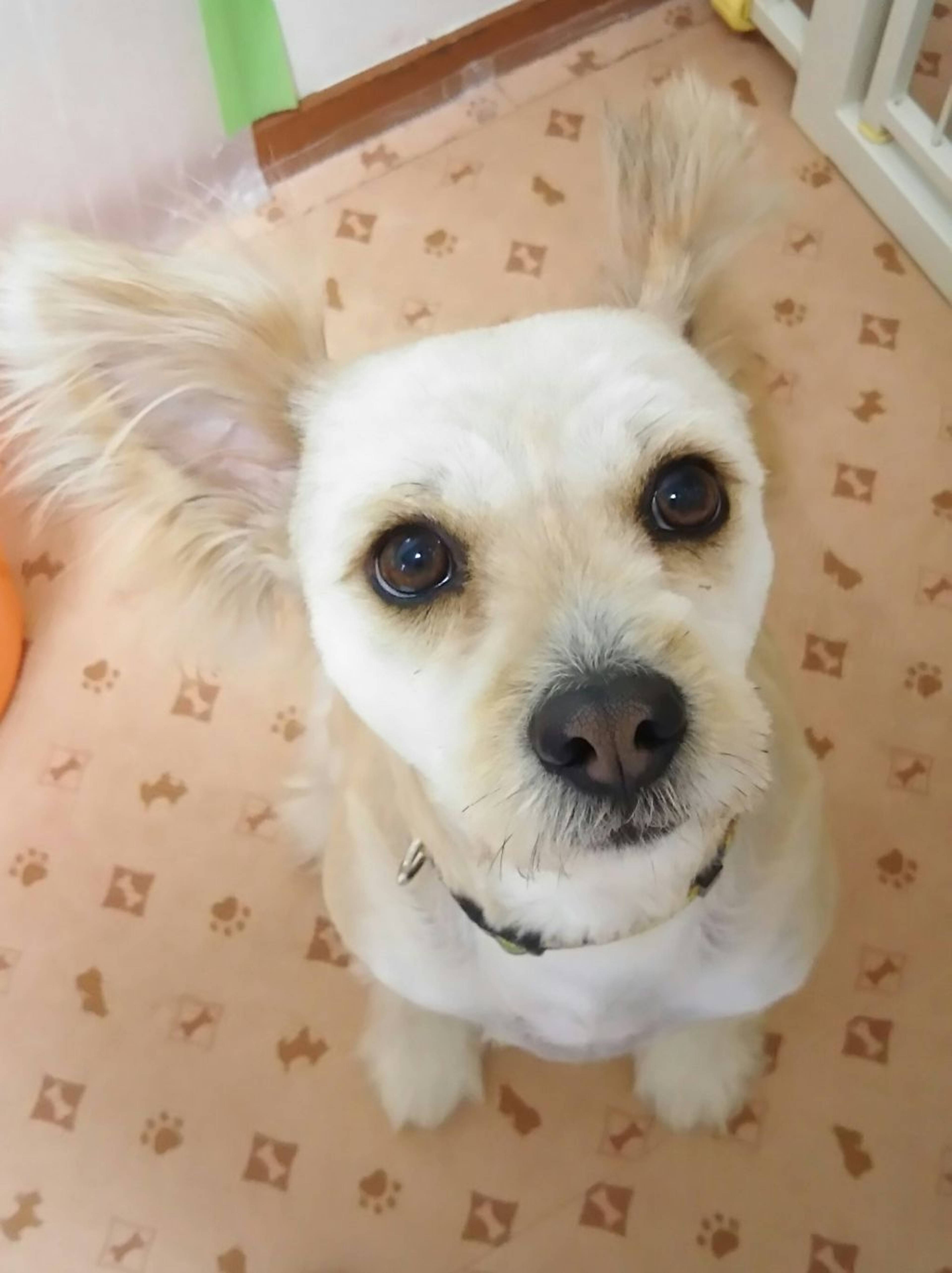 雑種（ミックス犬）・メスの里親募集の写真