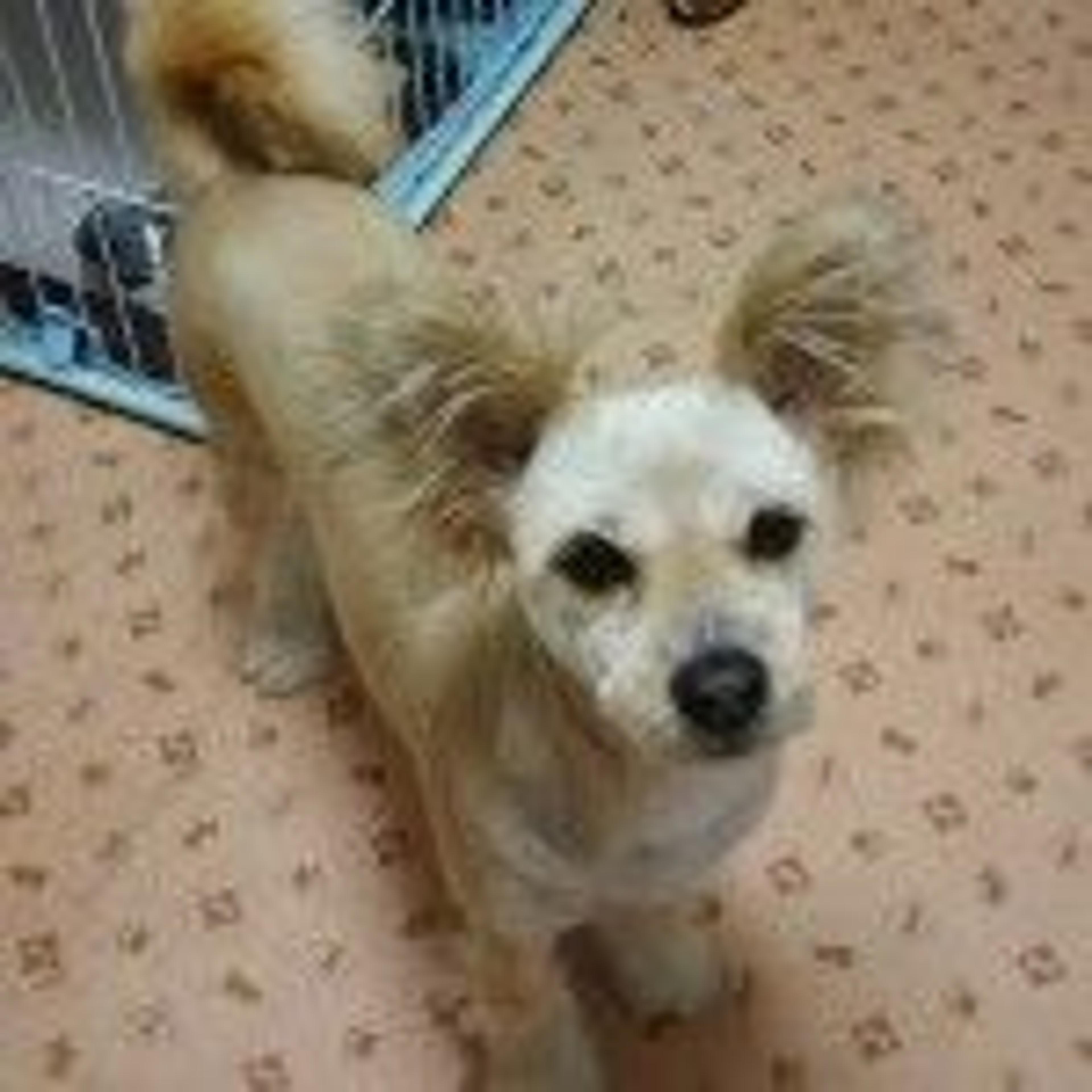 pet-image-3