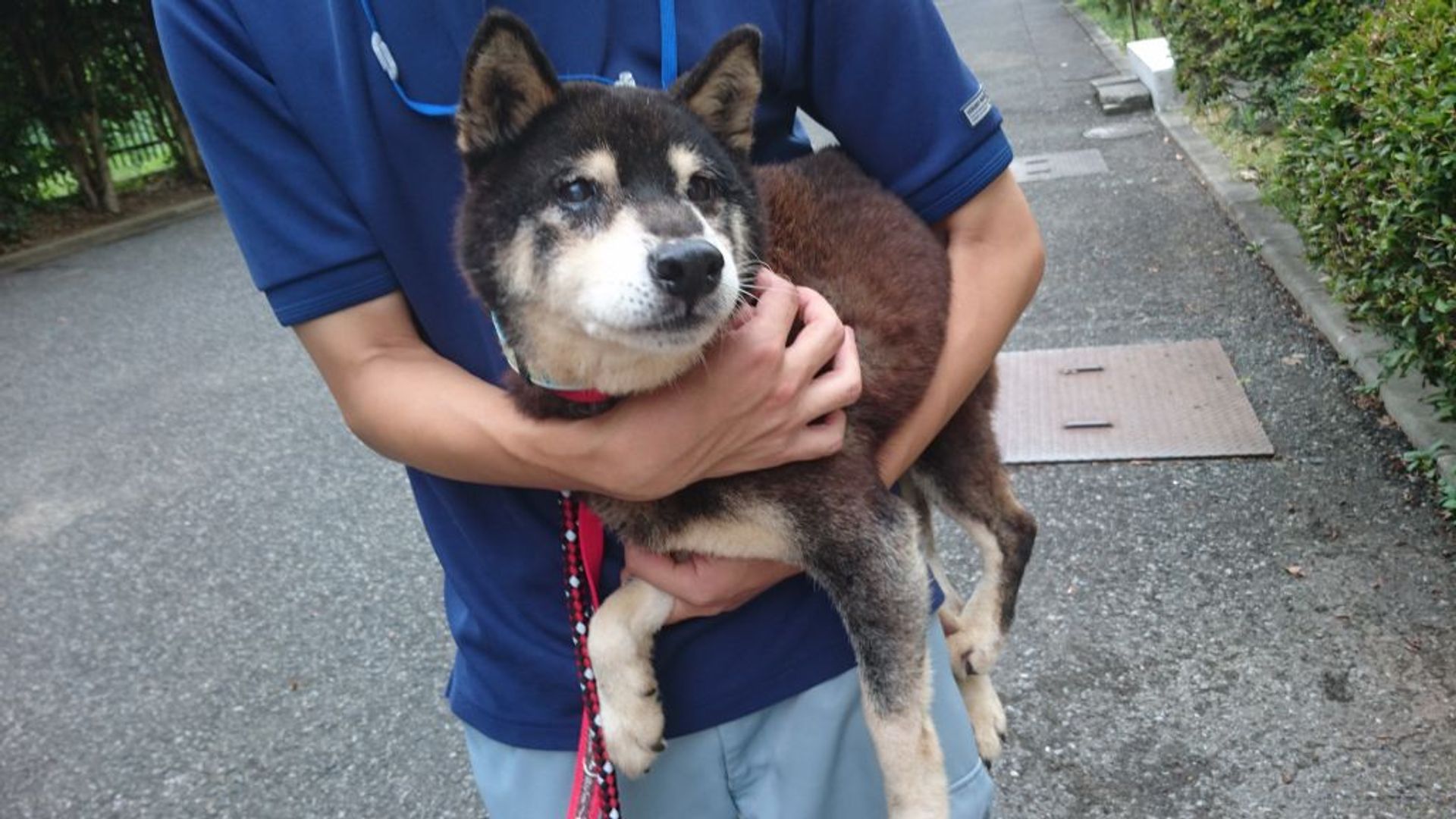 柴犬・オスの里親募集の写真