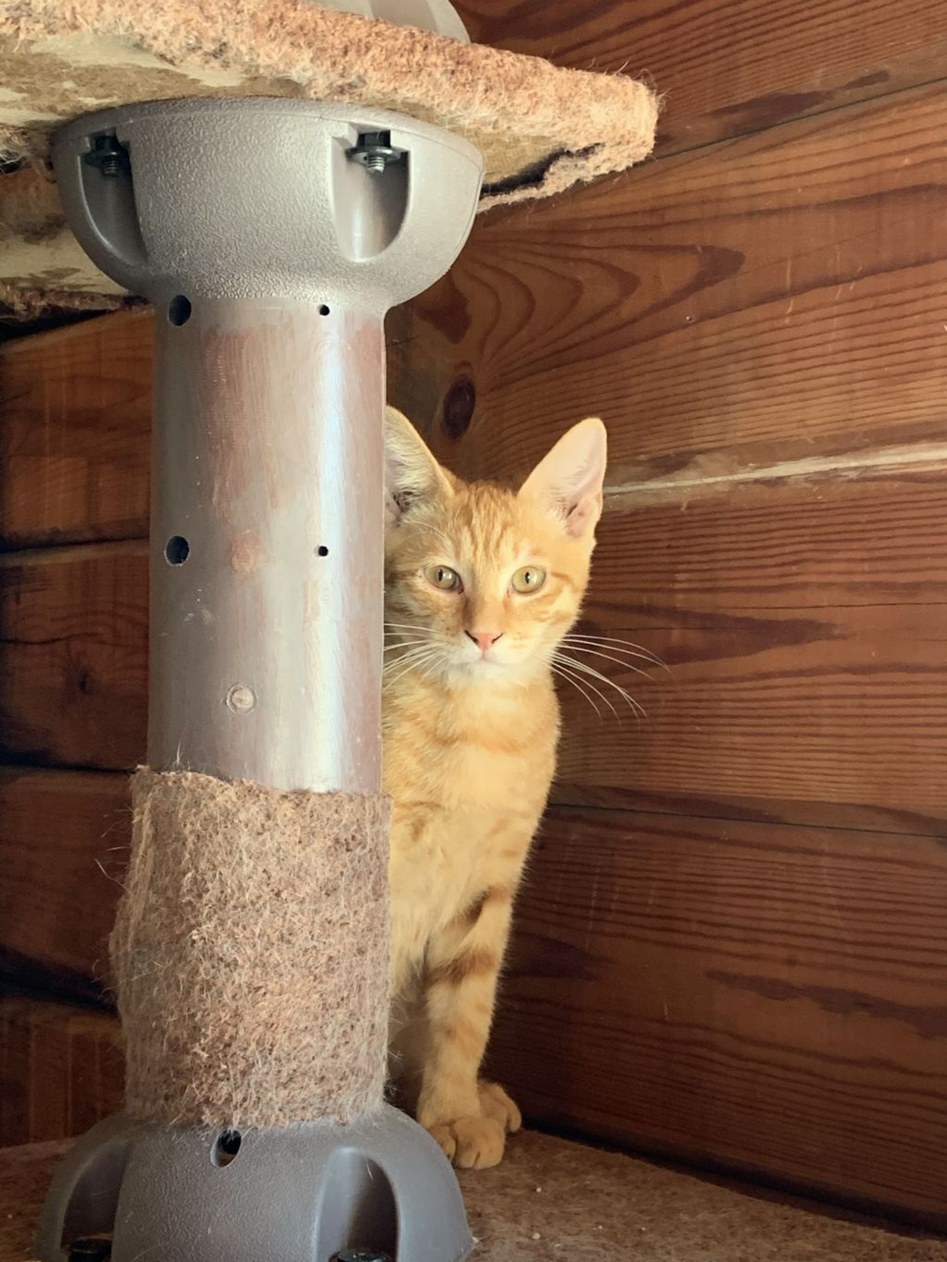 日本猫・オスの里親募集の写真