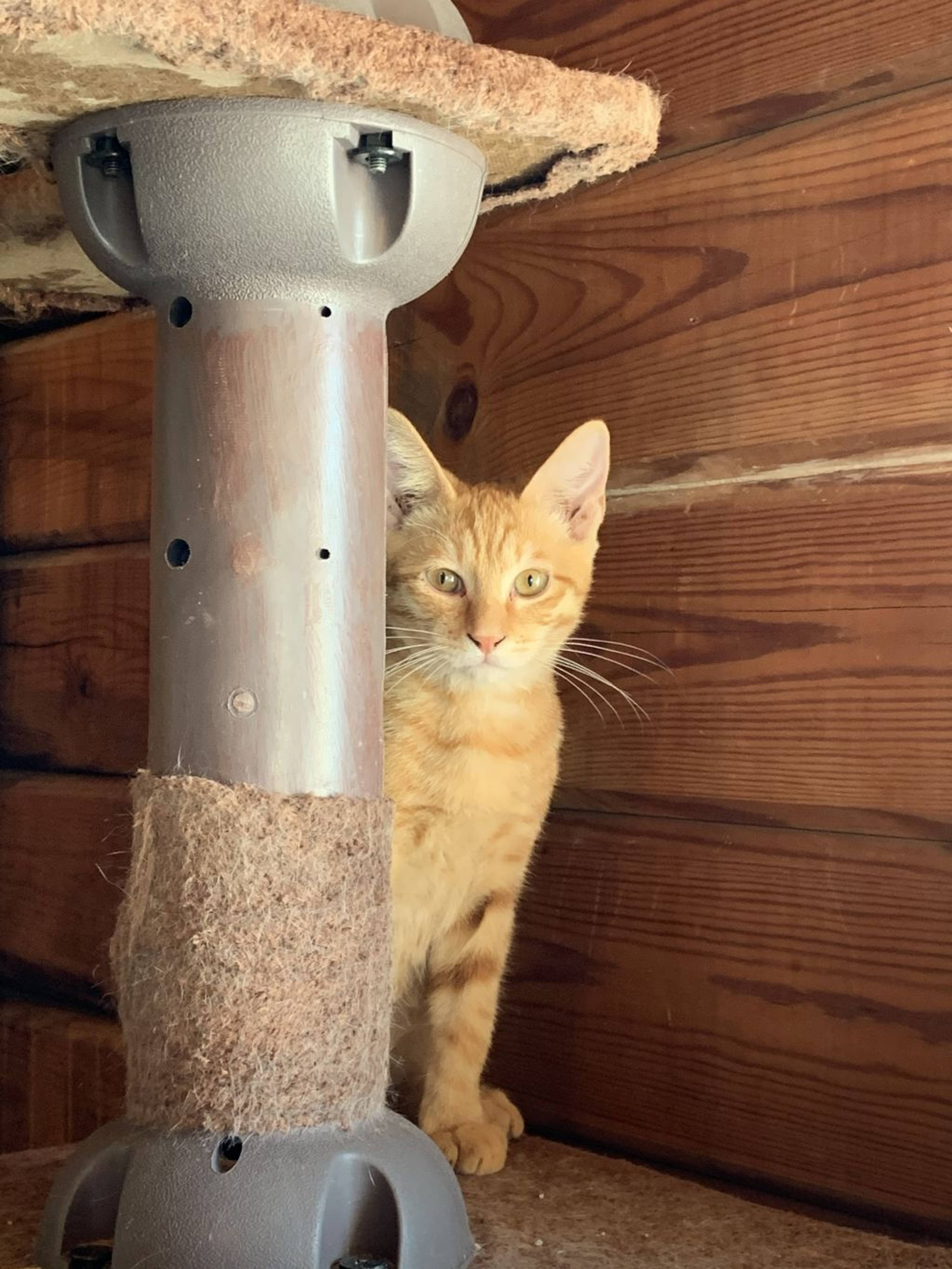 日本猫・オスの里親募集の写真