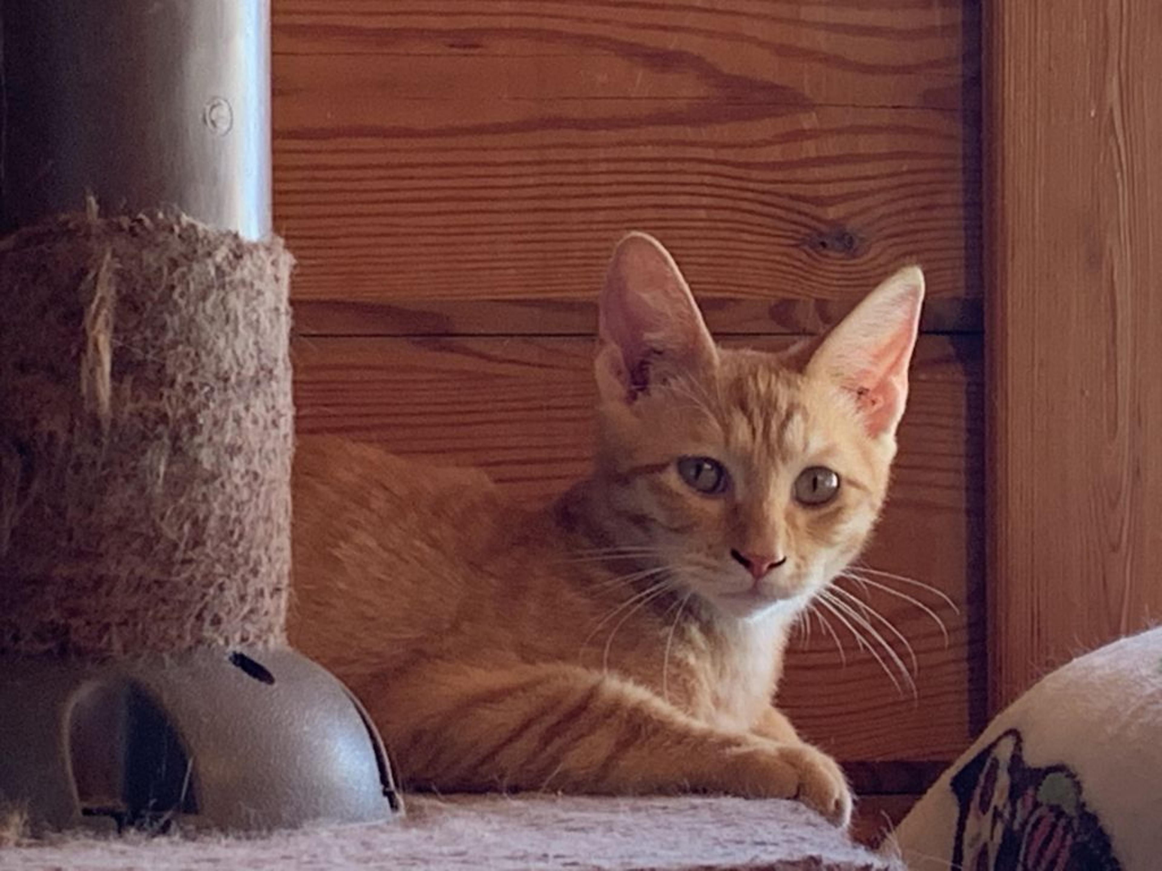 pet-image-2