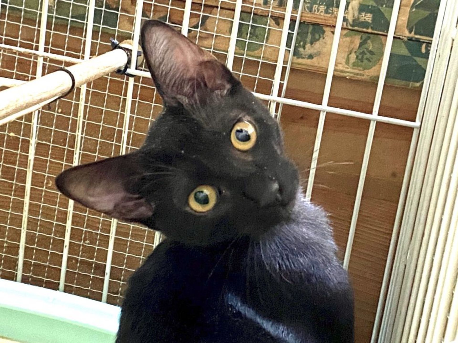 日本猫・オスの里親募集の写真