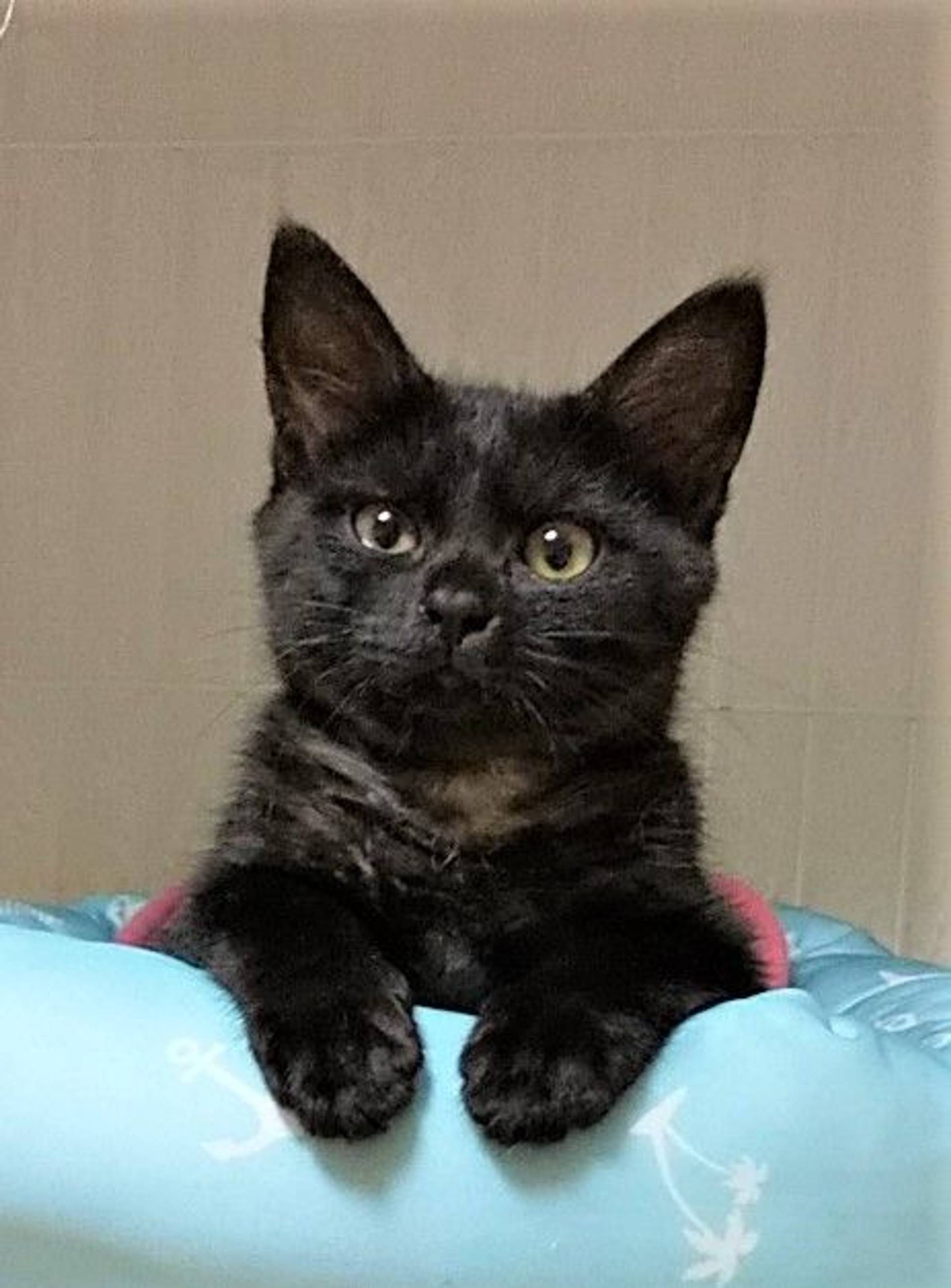 雑種（ミックス猫）・メスの里親募集の写真