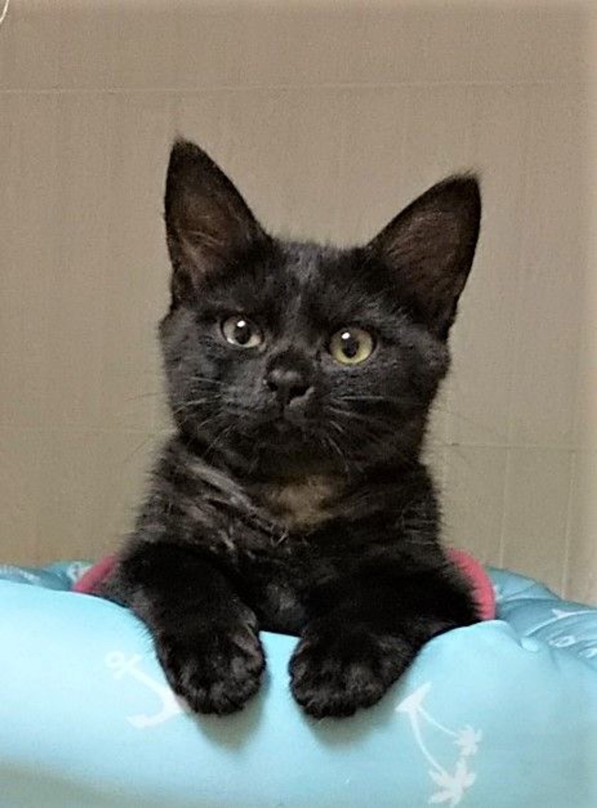 雑種（ミックス猫）・メスの里親募集の写真