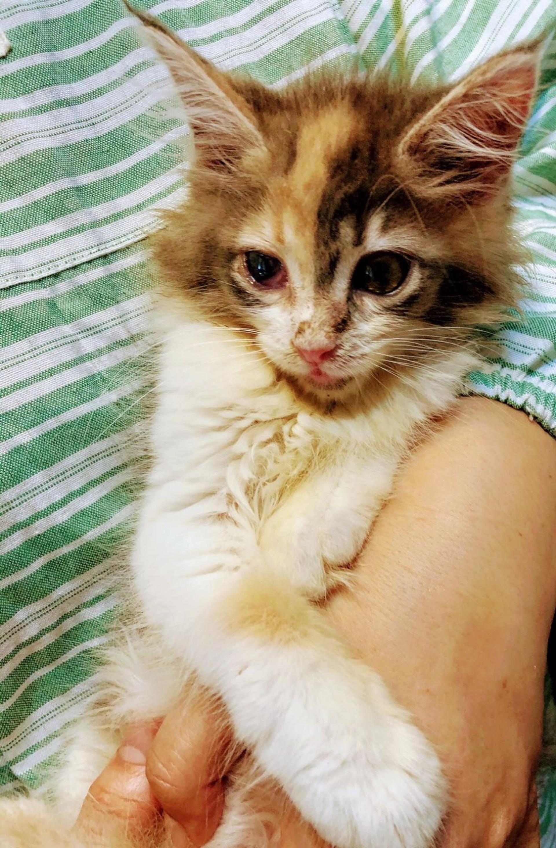 pet-image-3