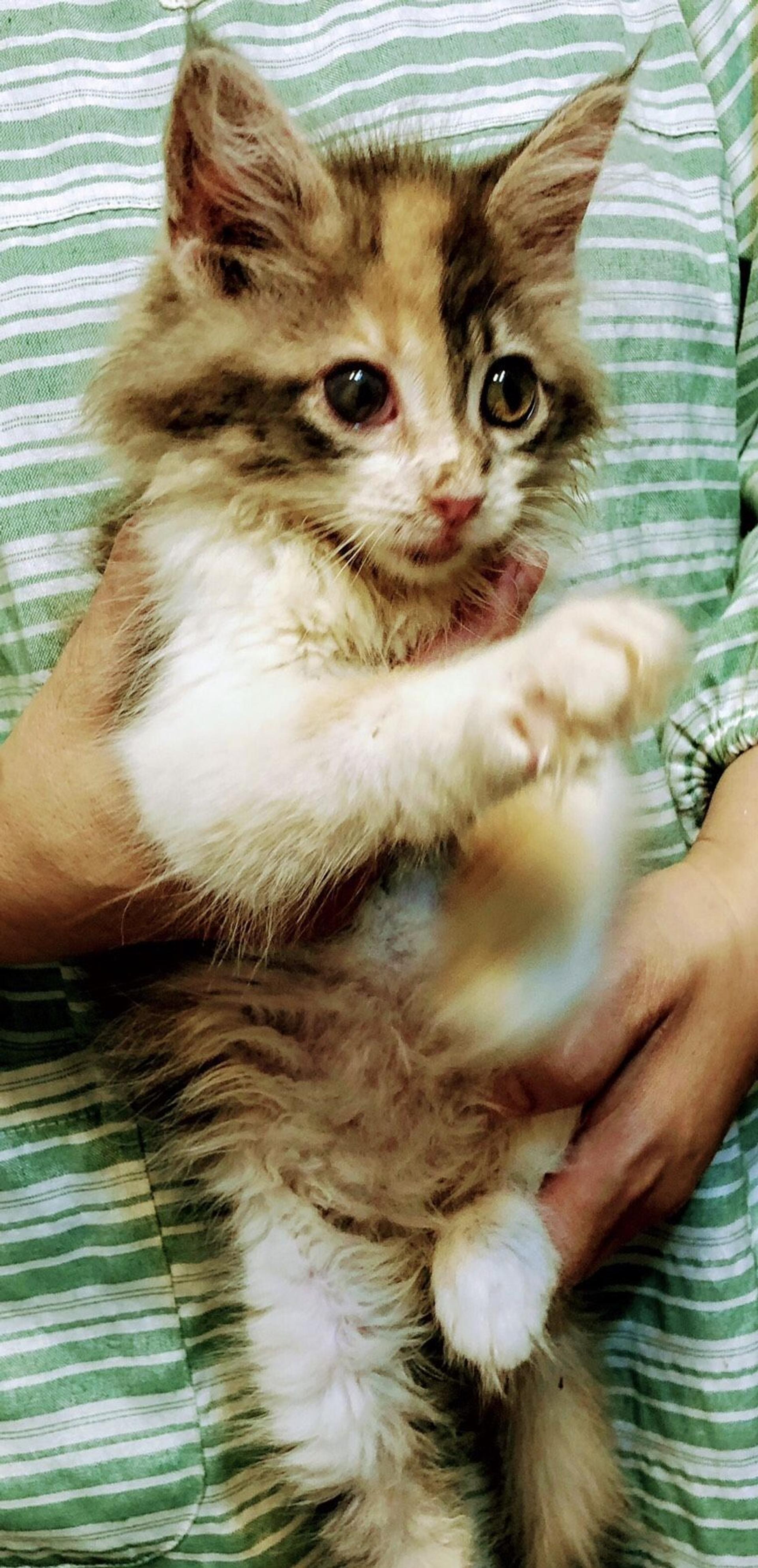 pet-image-4